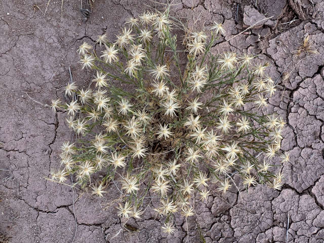 Desert beauty