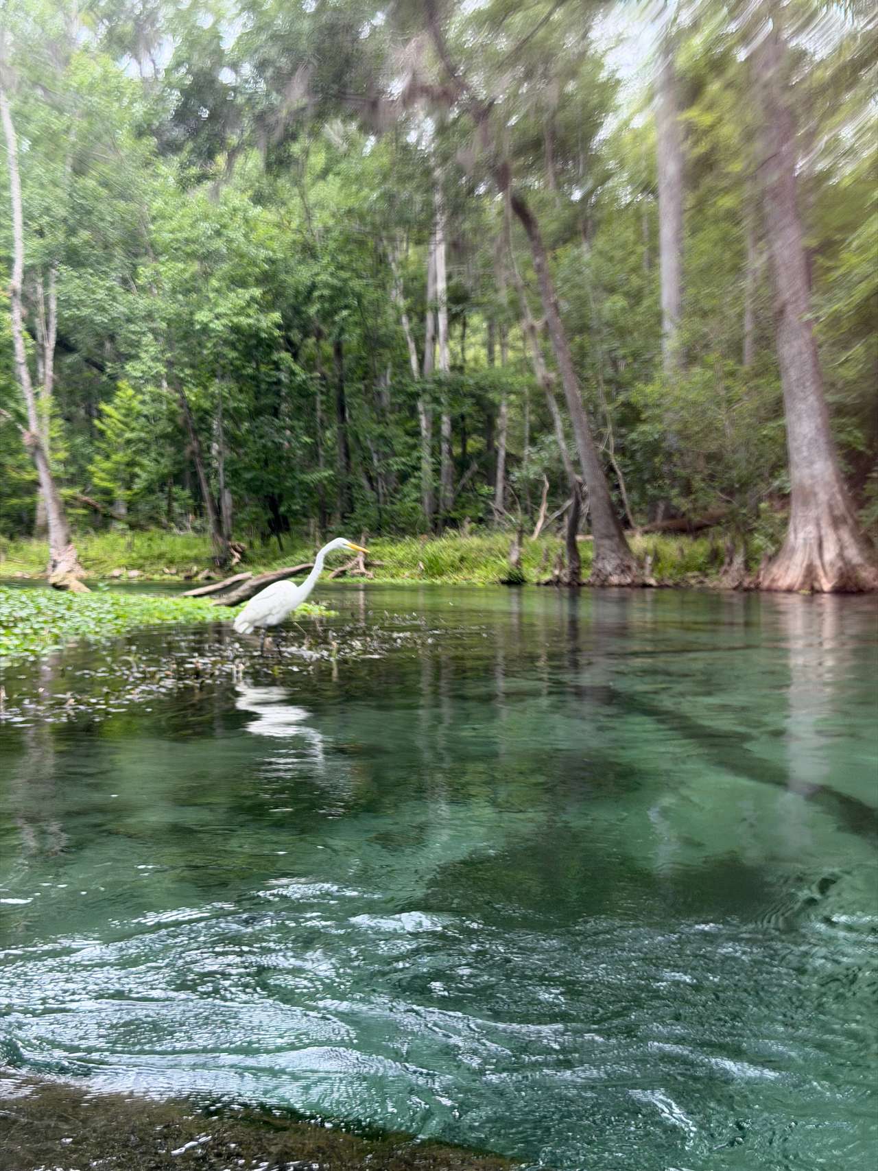 Santa Fe Riverfront / Ichetucknee