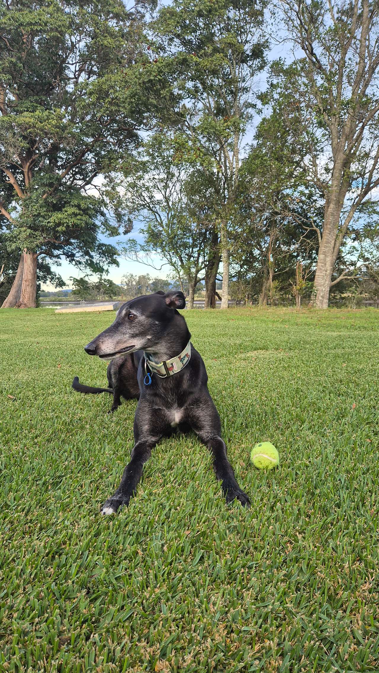 Morning dog play