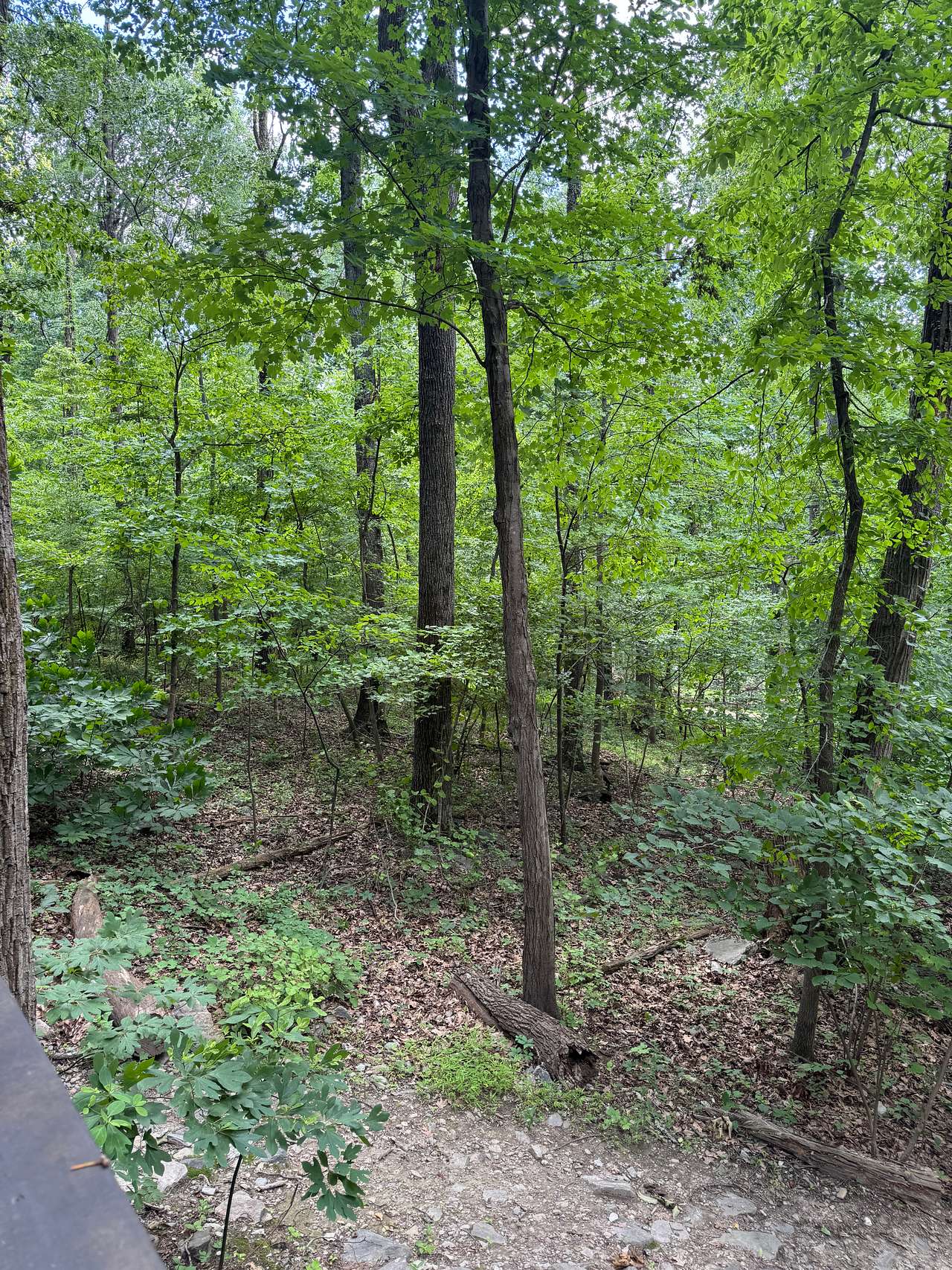 View from cabin porch