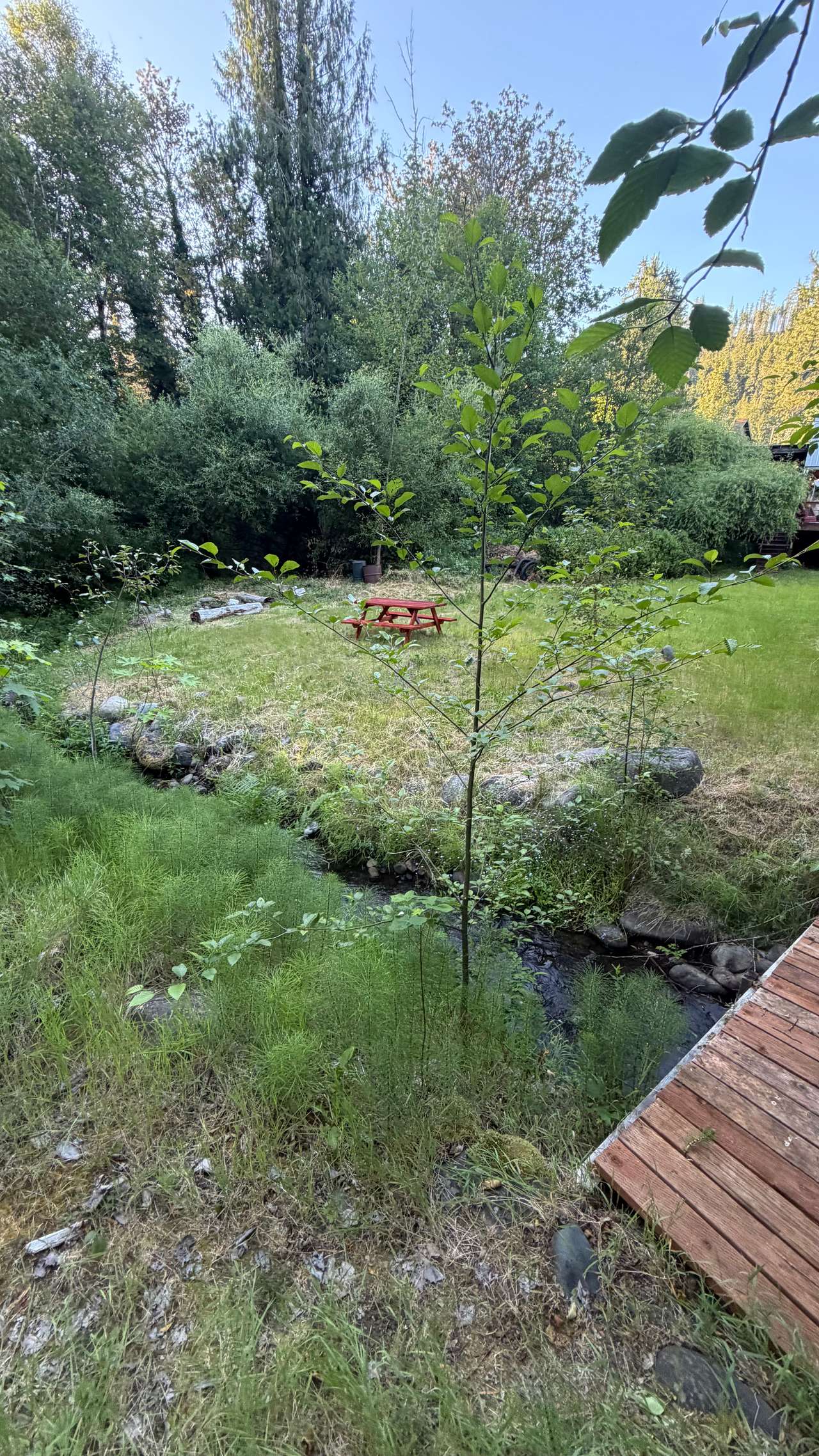 Camp Spot with river access