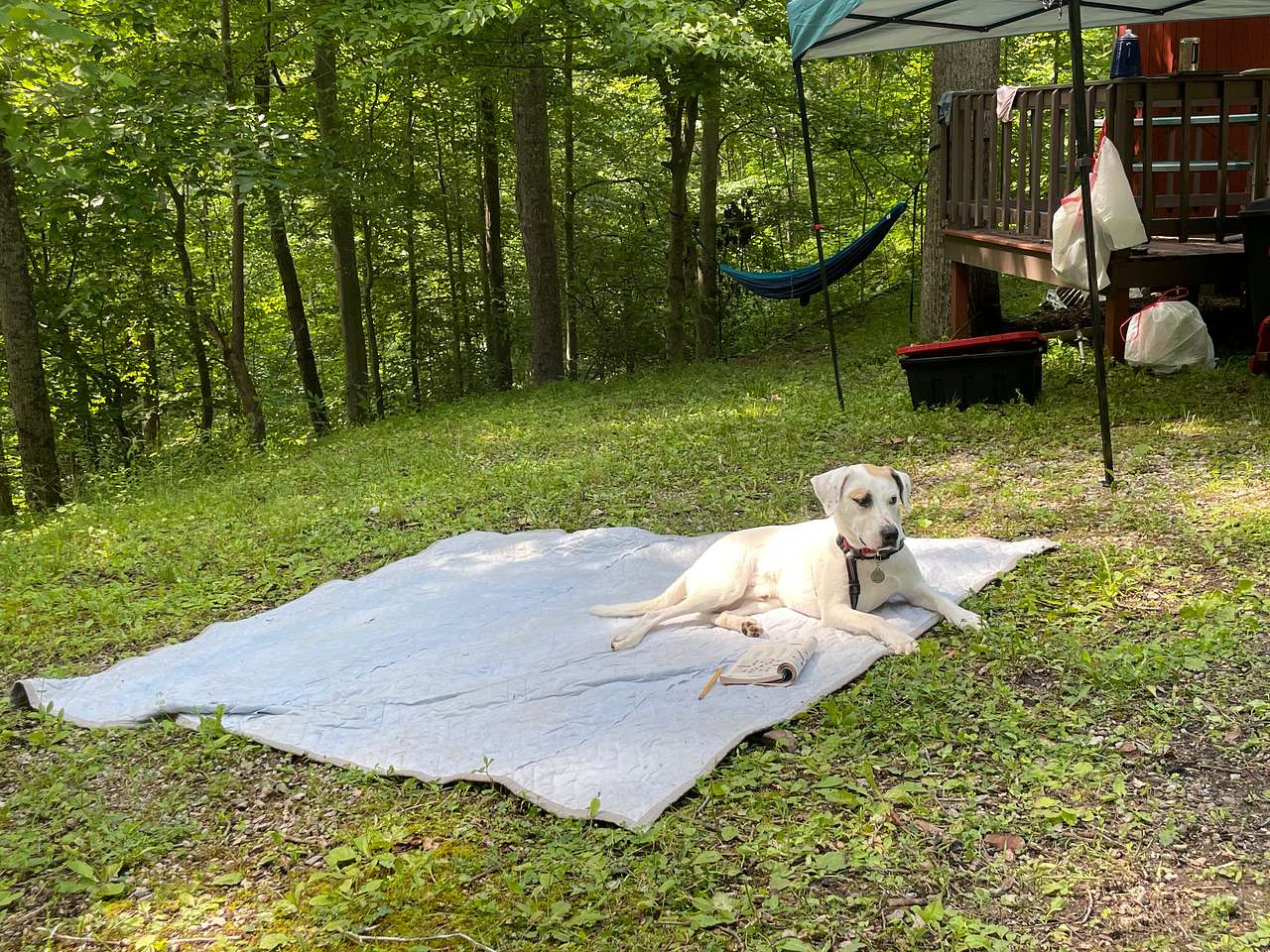 Glamping Cabin in the Forest