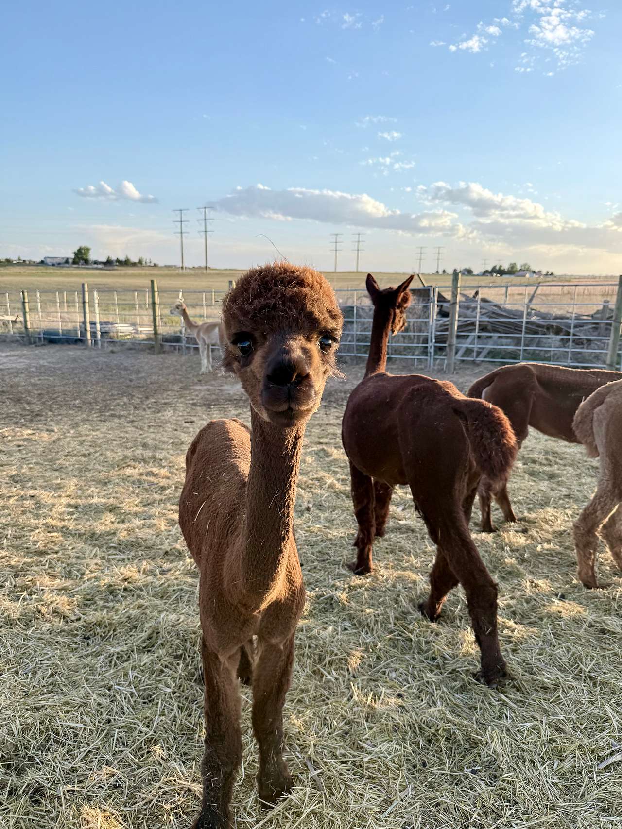 Tuff’s Animal Rescue @ Tuff’s Ranch