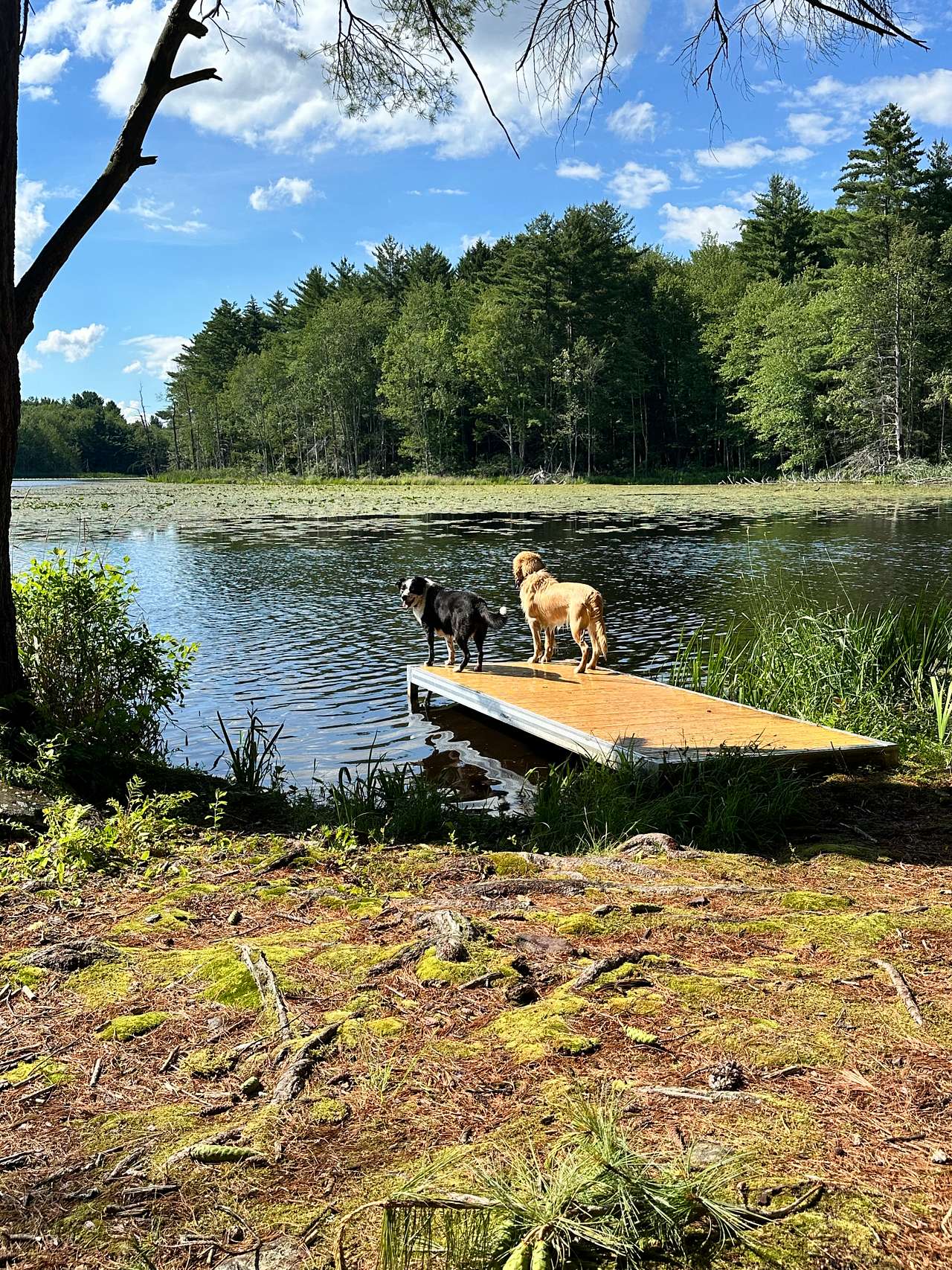 The Dam House At Beaver Pond