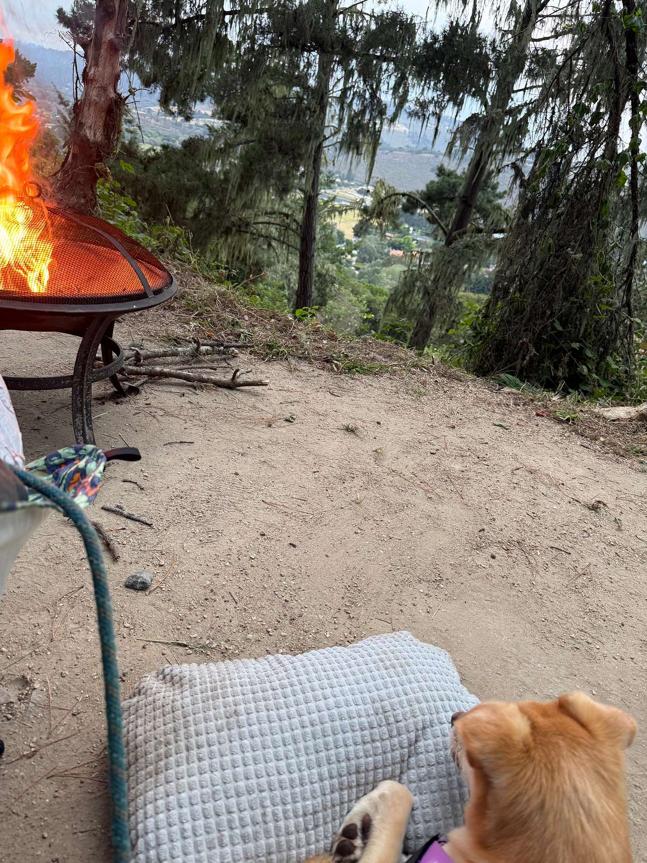 View pets photos of Saddle Mountain Carmel