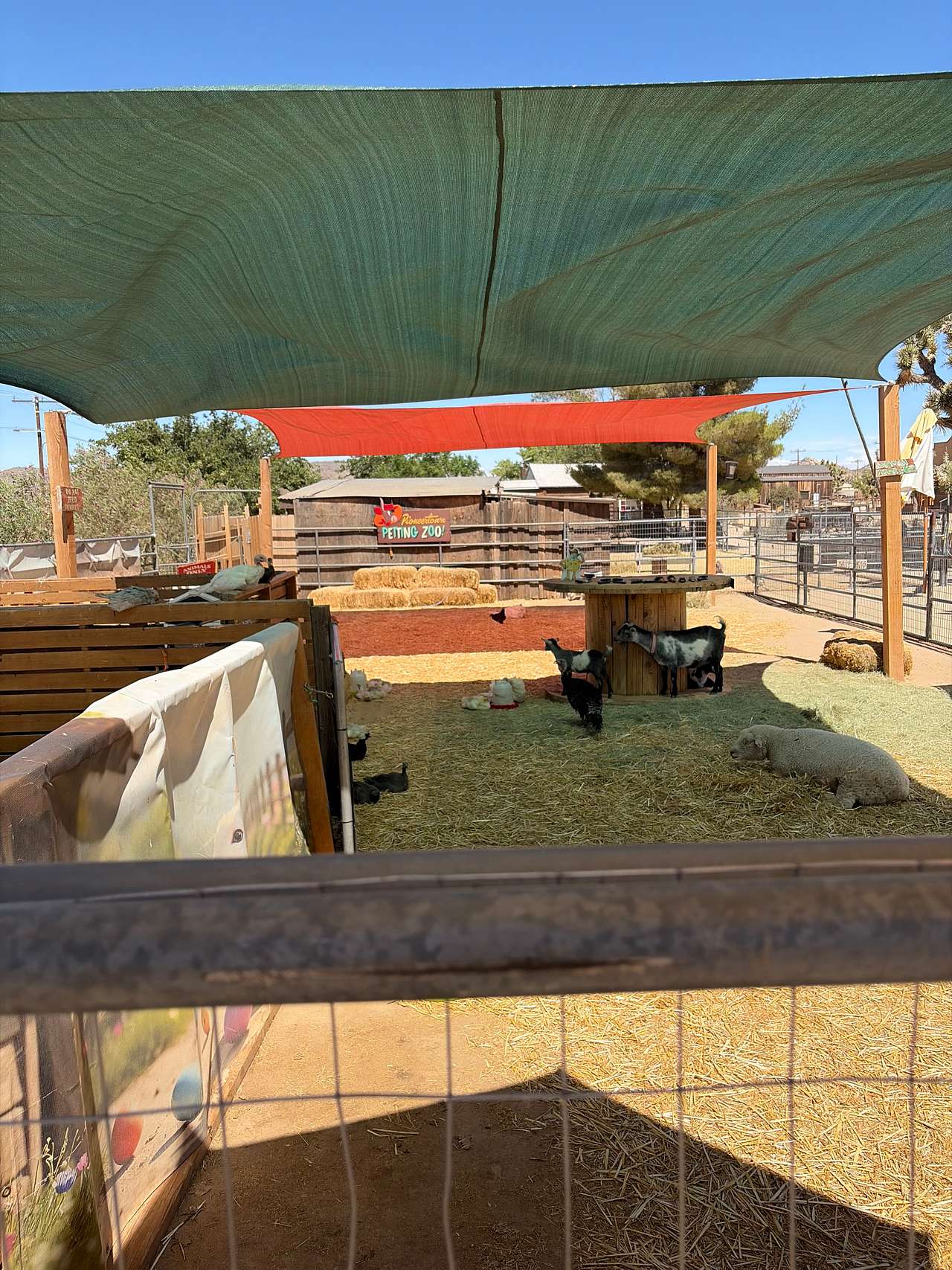 Pioneertown Petting Zoo 