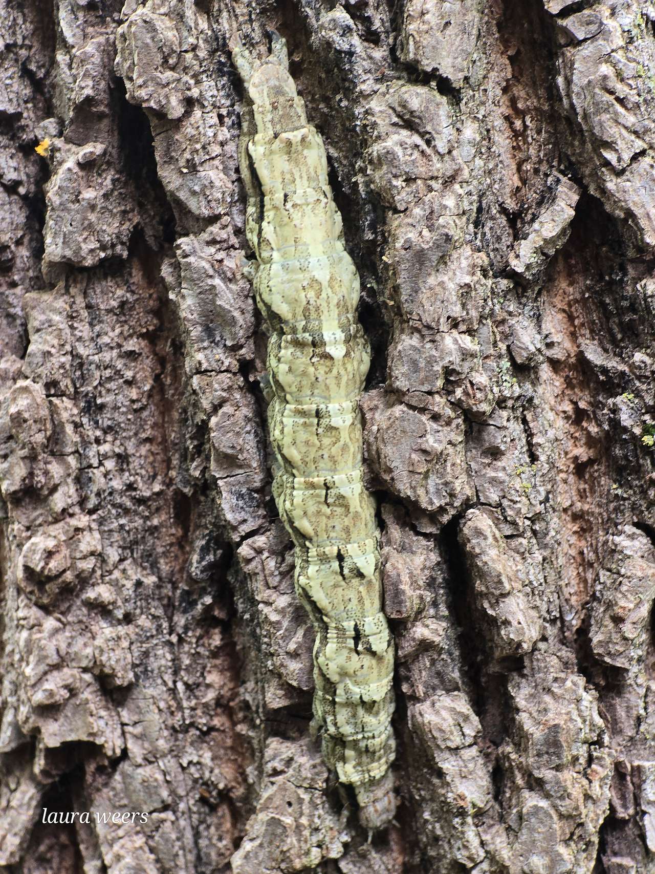 Life Adventures