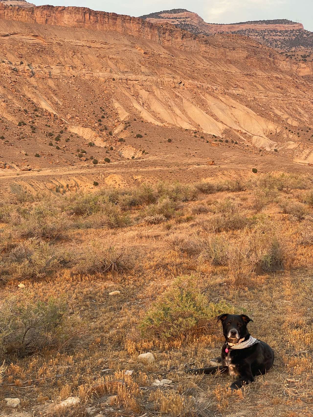 Palisade Vista