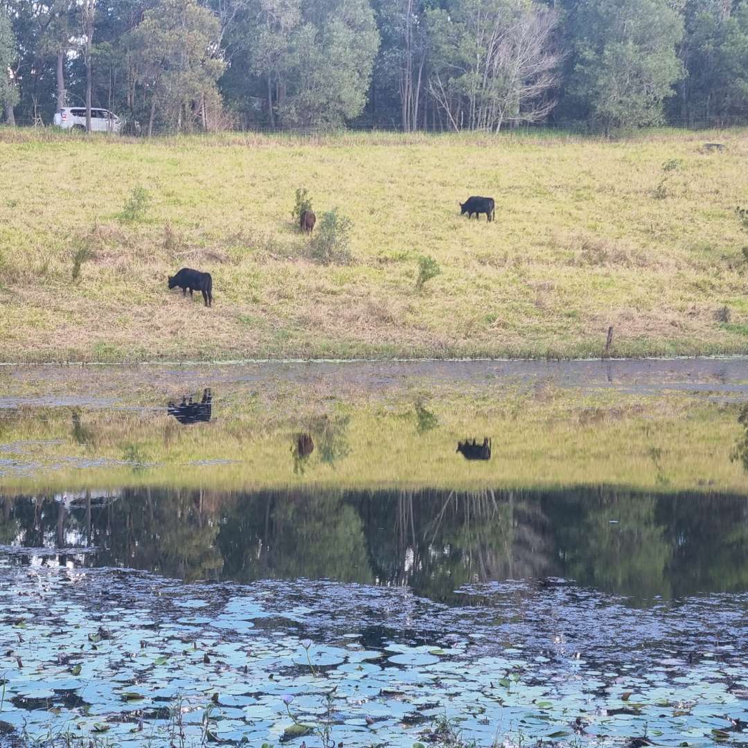 Mirror Dam with cows on the other side 