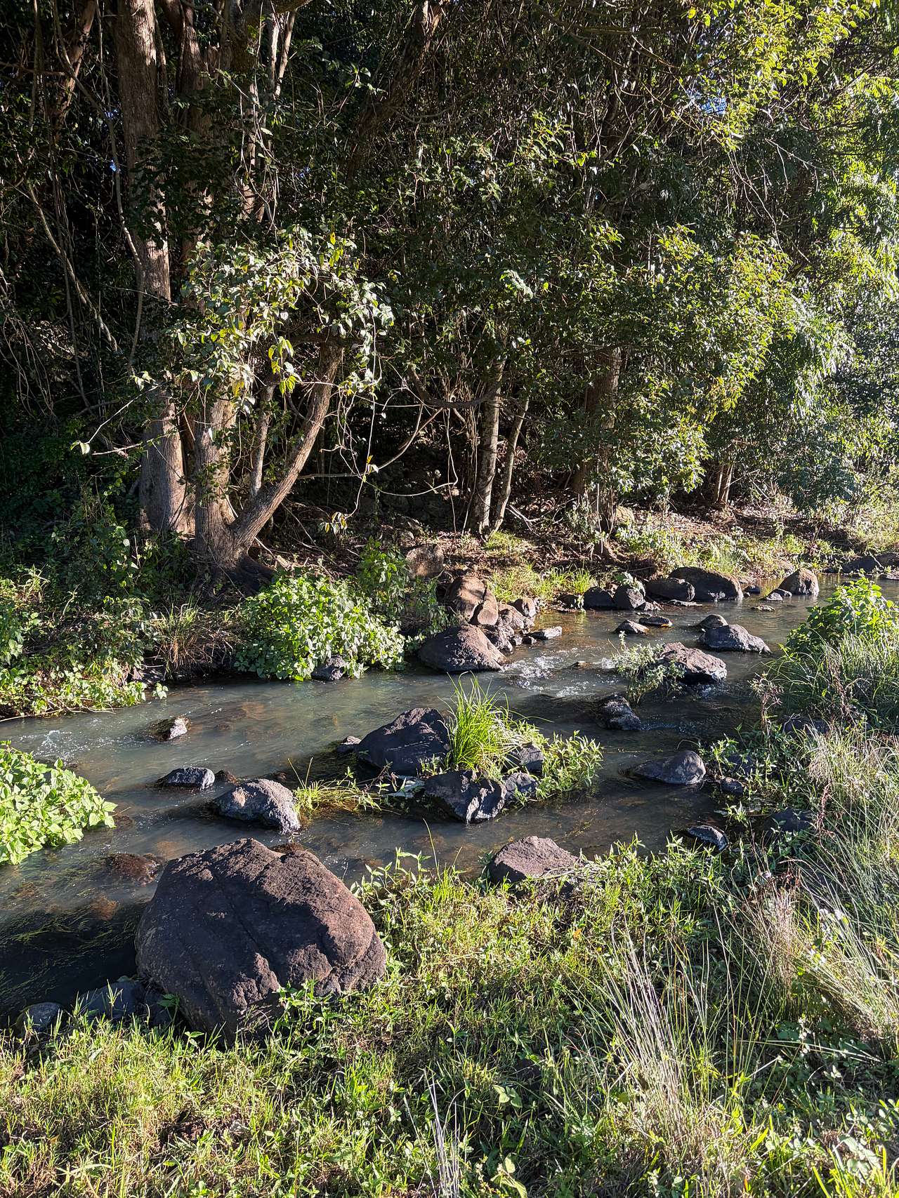 Barachi by the Creek