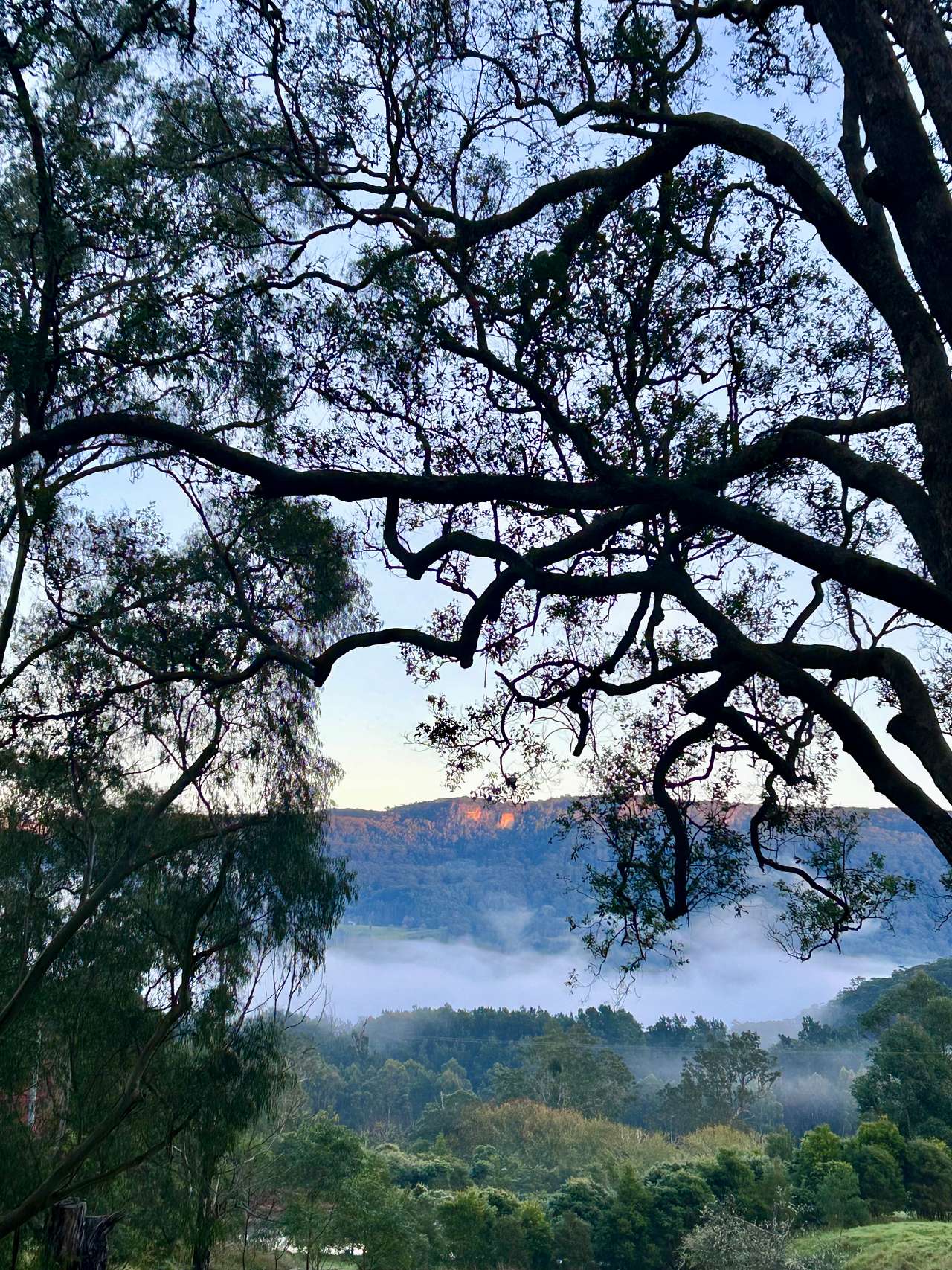 Glamping Around An Ancient Tree