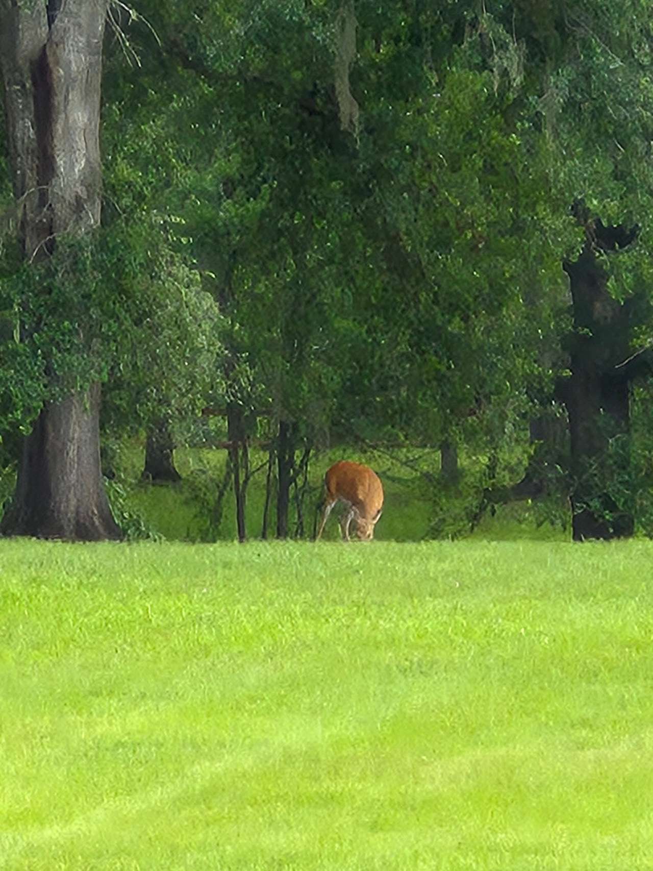 Suwannee River Green Acres