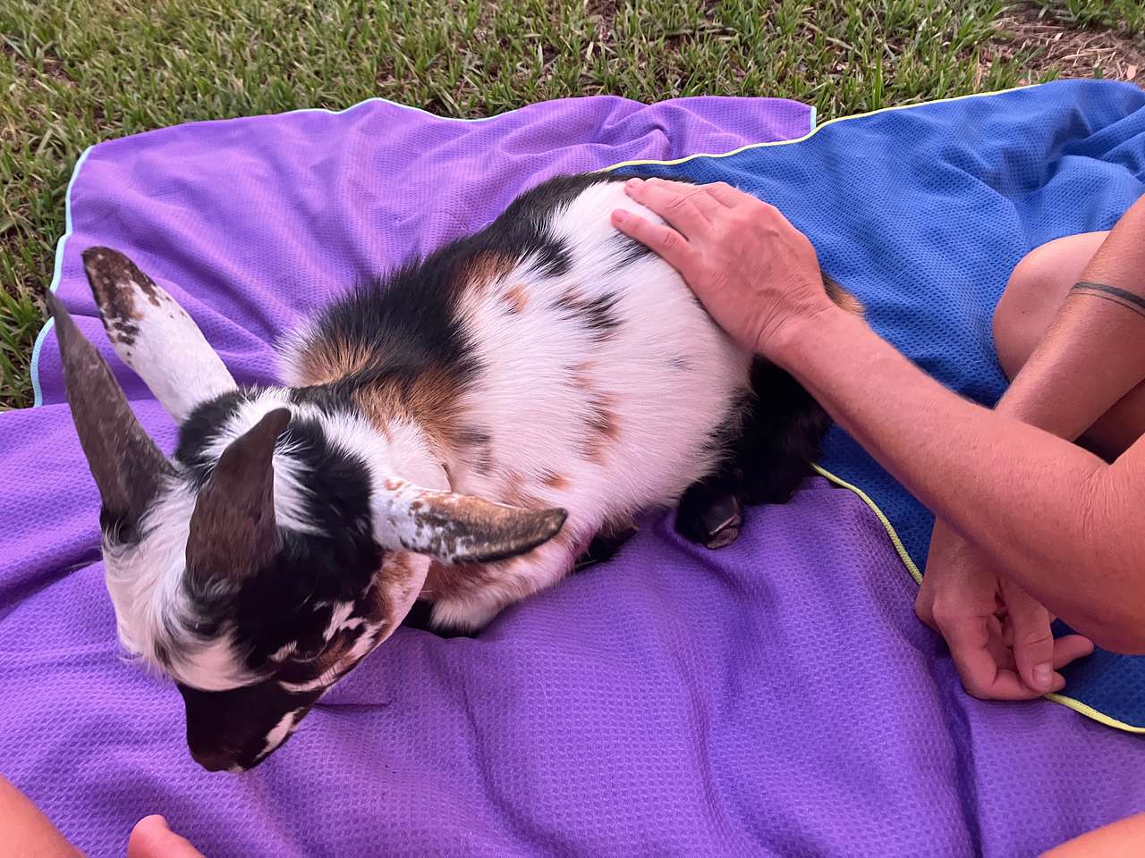 Loki!