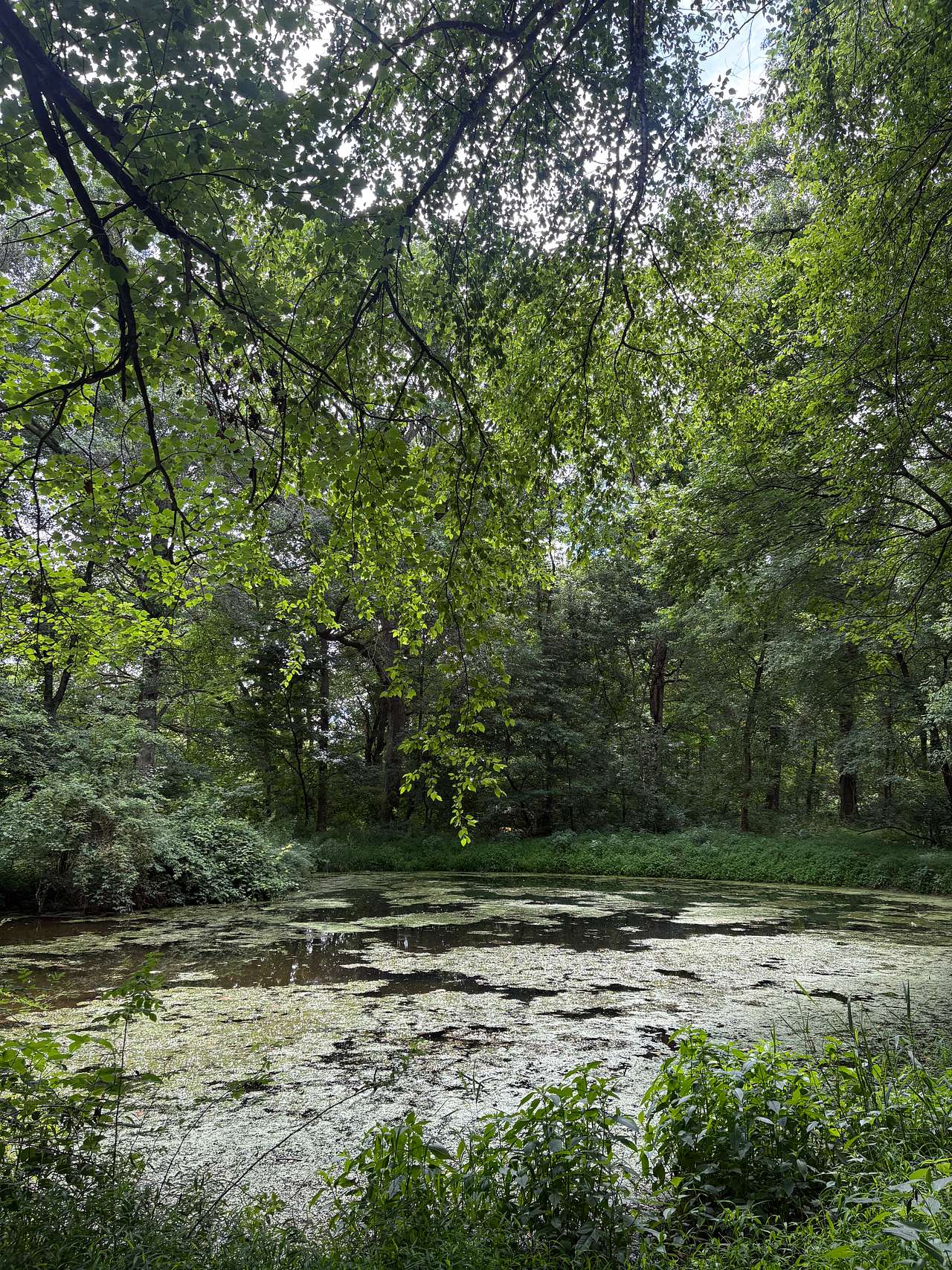 Conowingo Creek Campsite