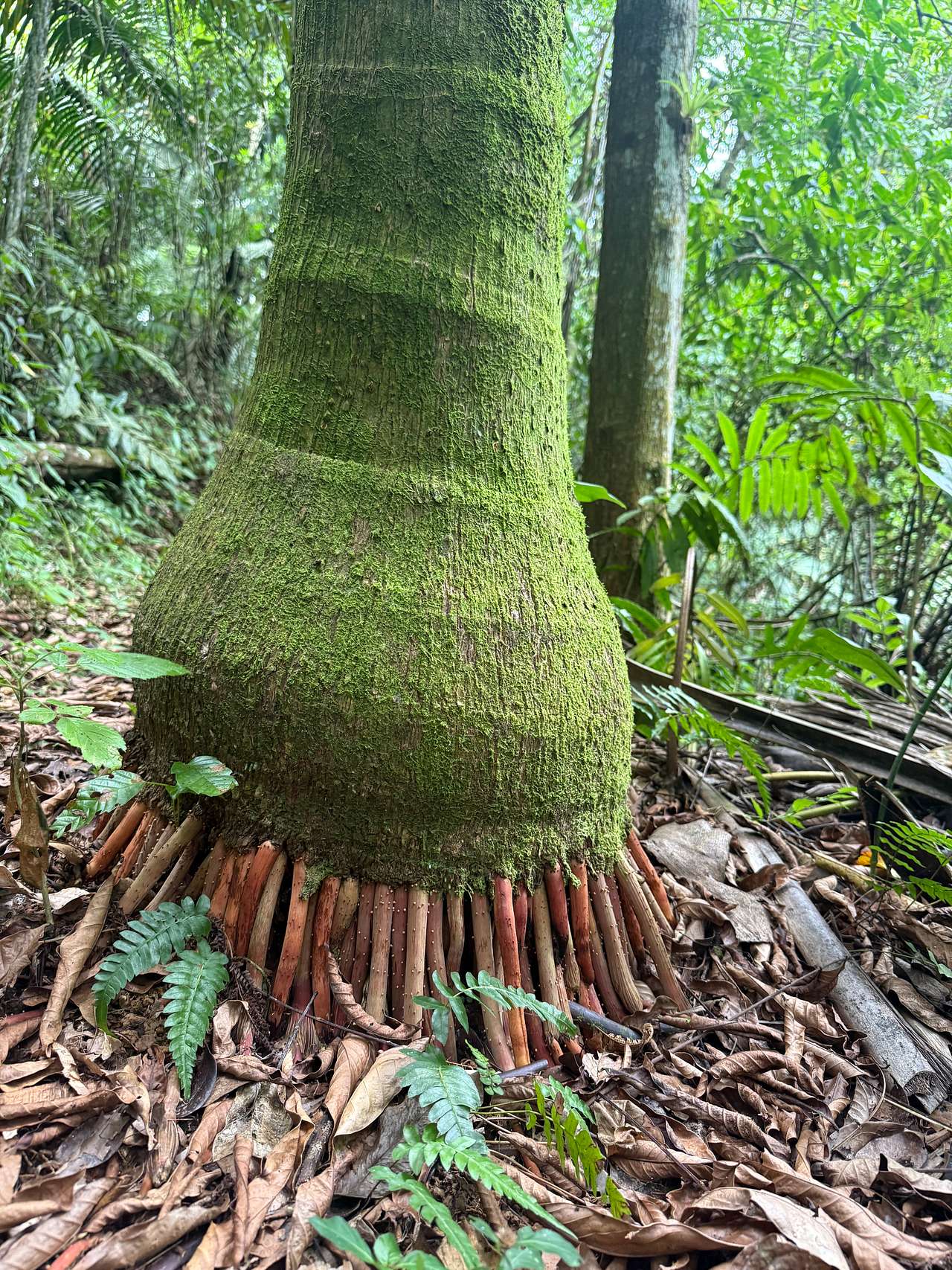 PR Rainforest Retreat