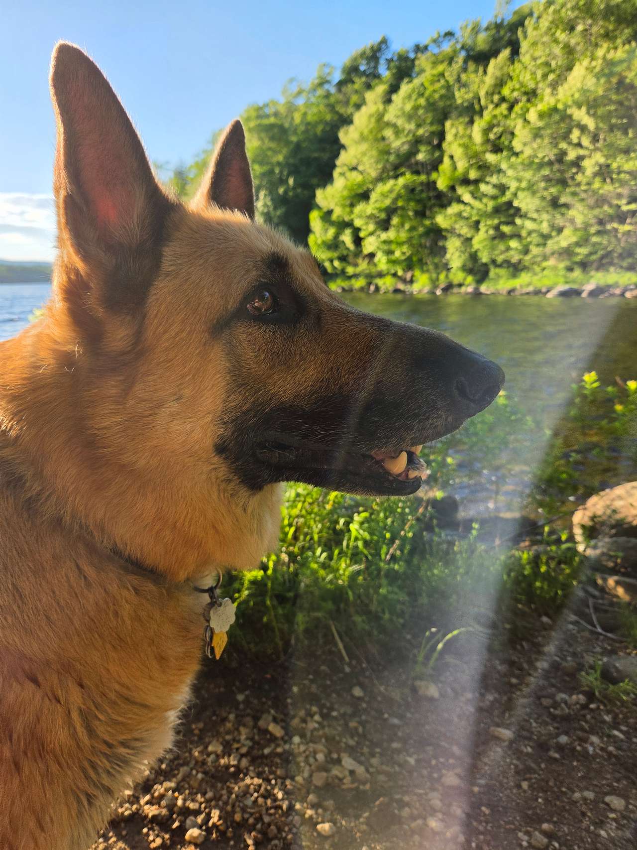 View pets photos of Grateful Acres Vermont