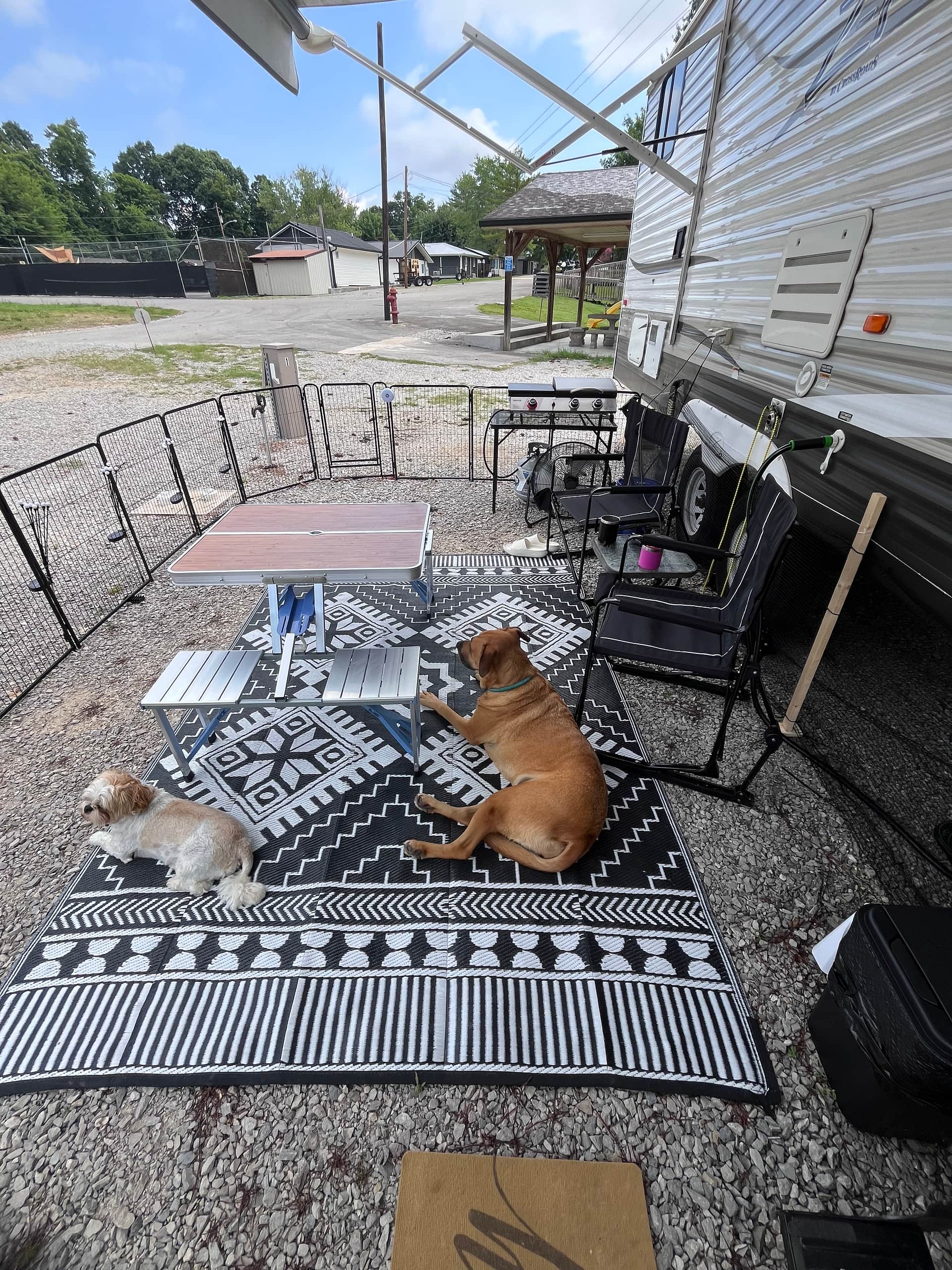 Comfy Canines 