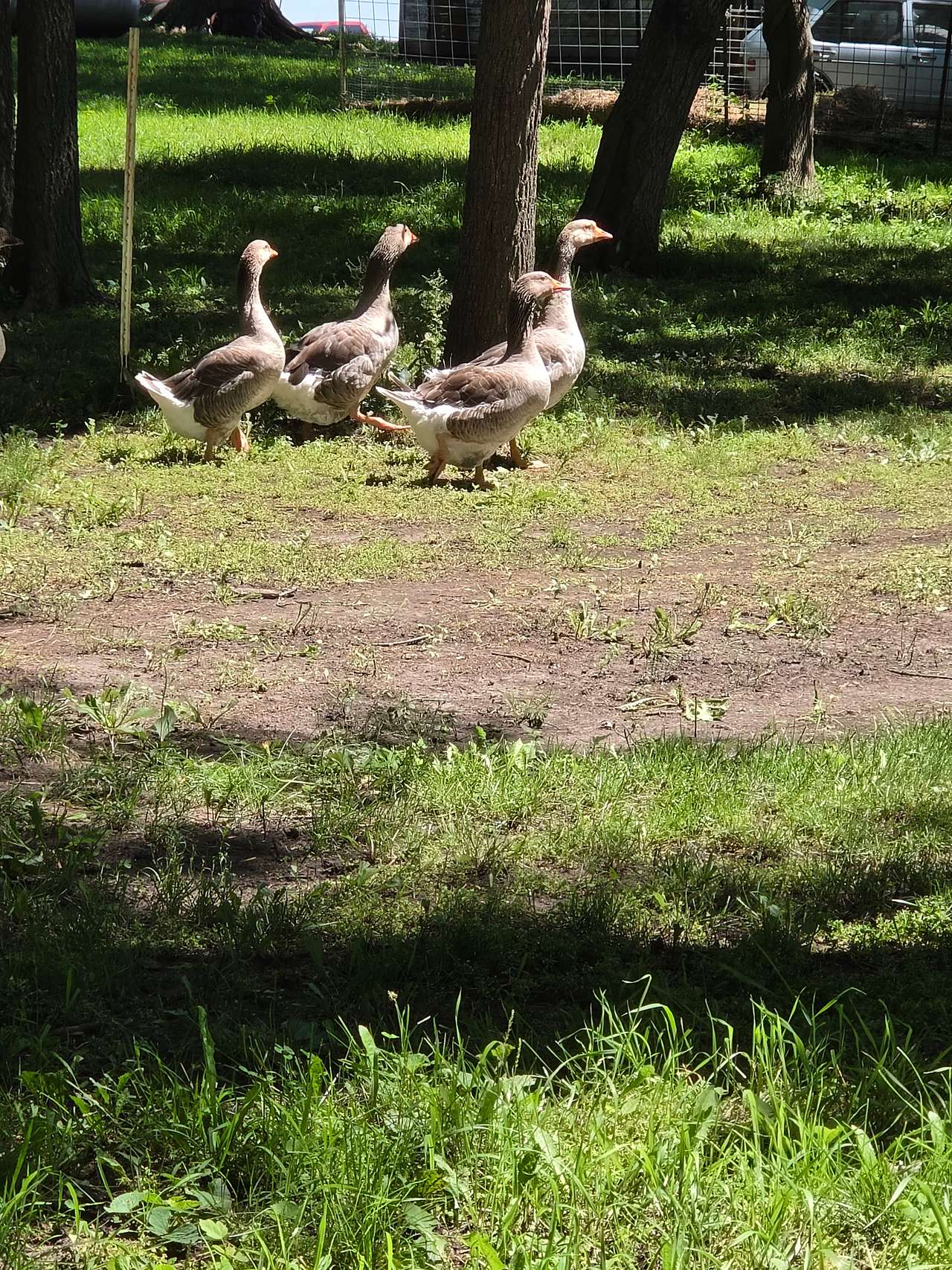Daily goose parade, always patrolling.  These feathered friends were amusing to observe while we relaxed in the shade. 