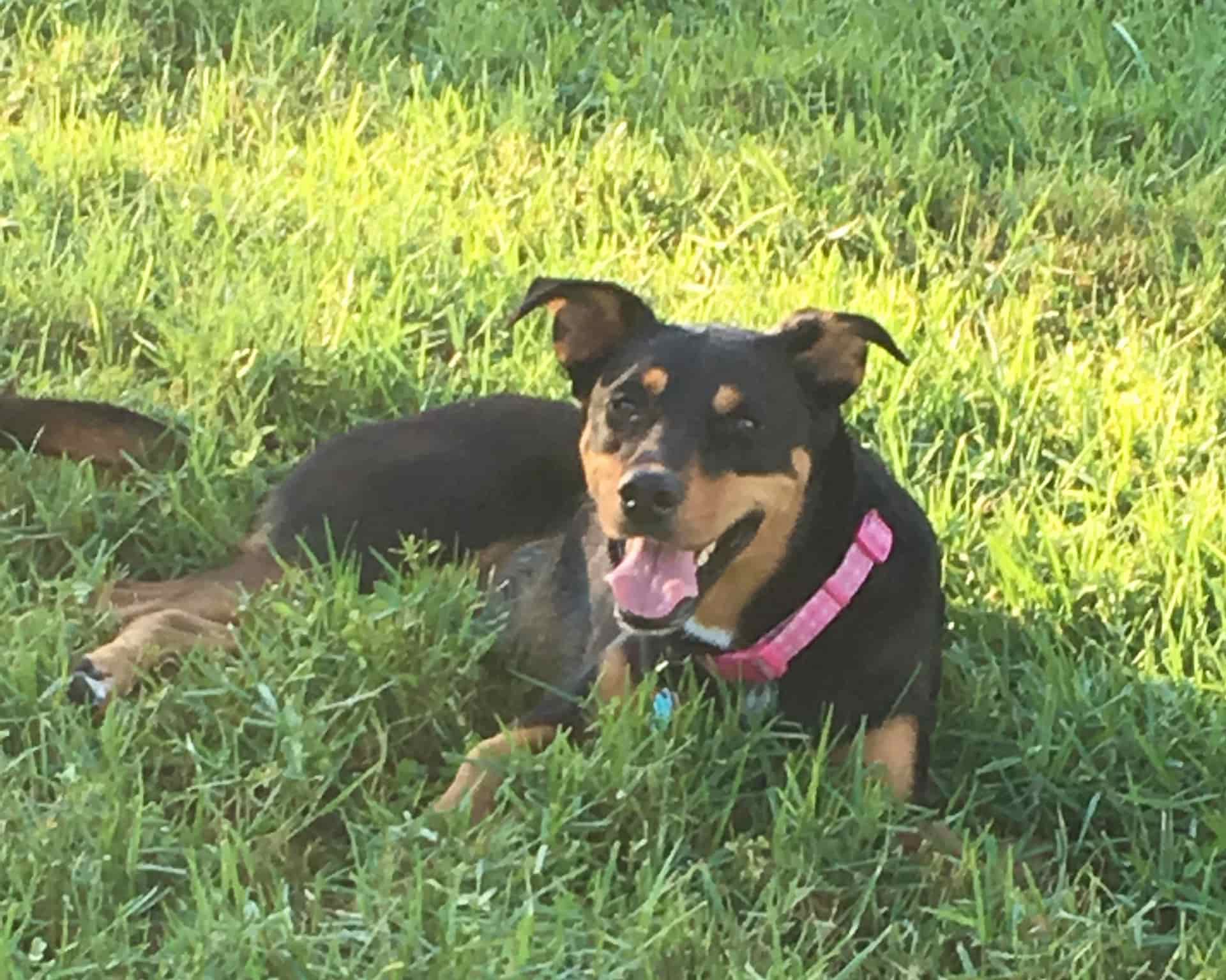 Chilling in the shade