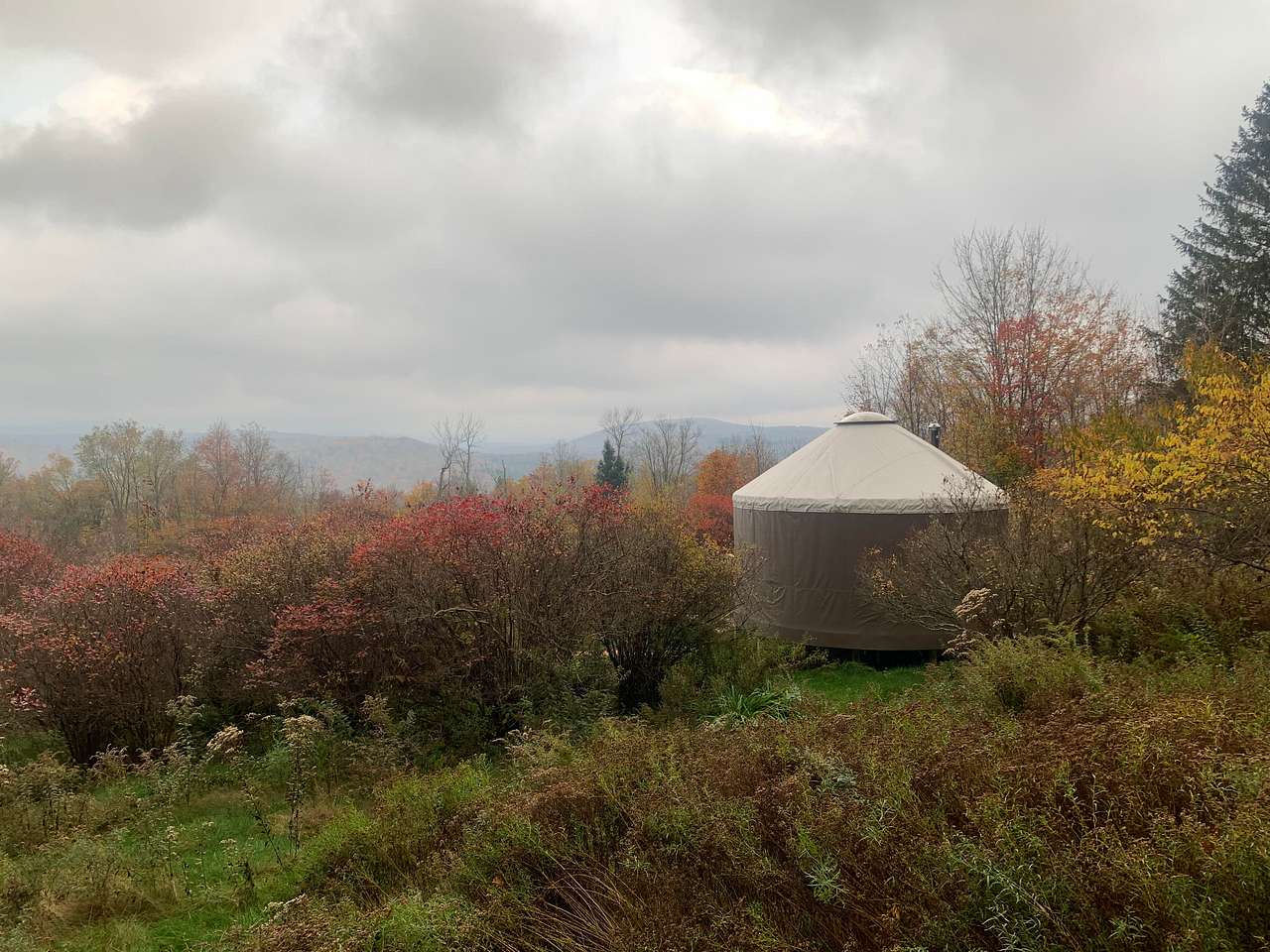 the blueberry patch