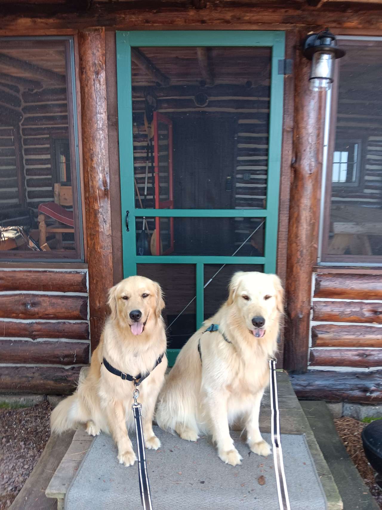 Two paws up for Harvest Loon Camp!