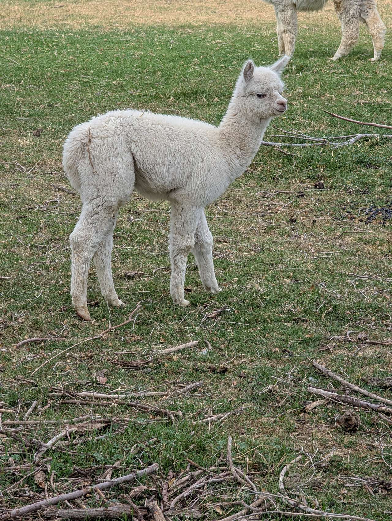 JenEric Alpaca Ranch
