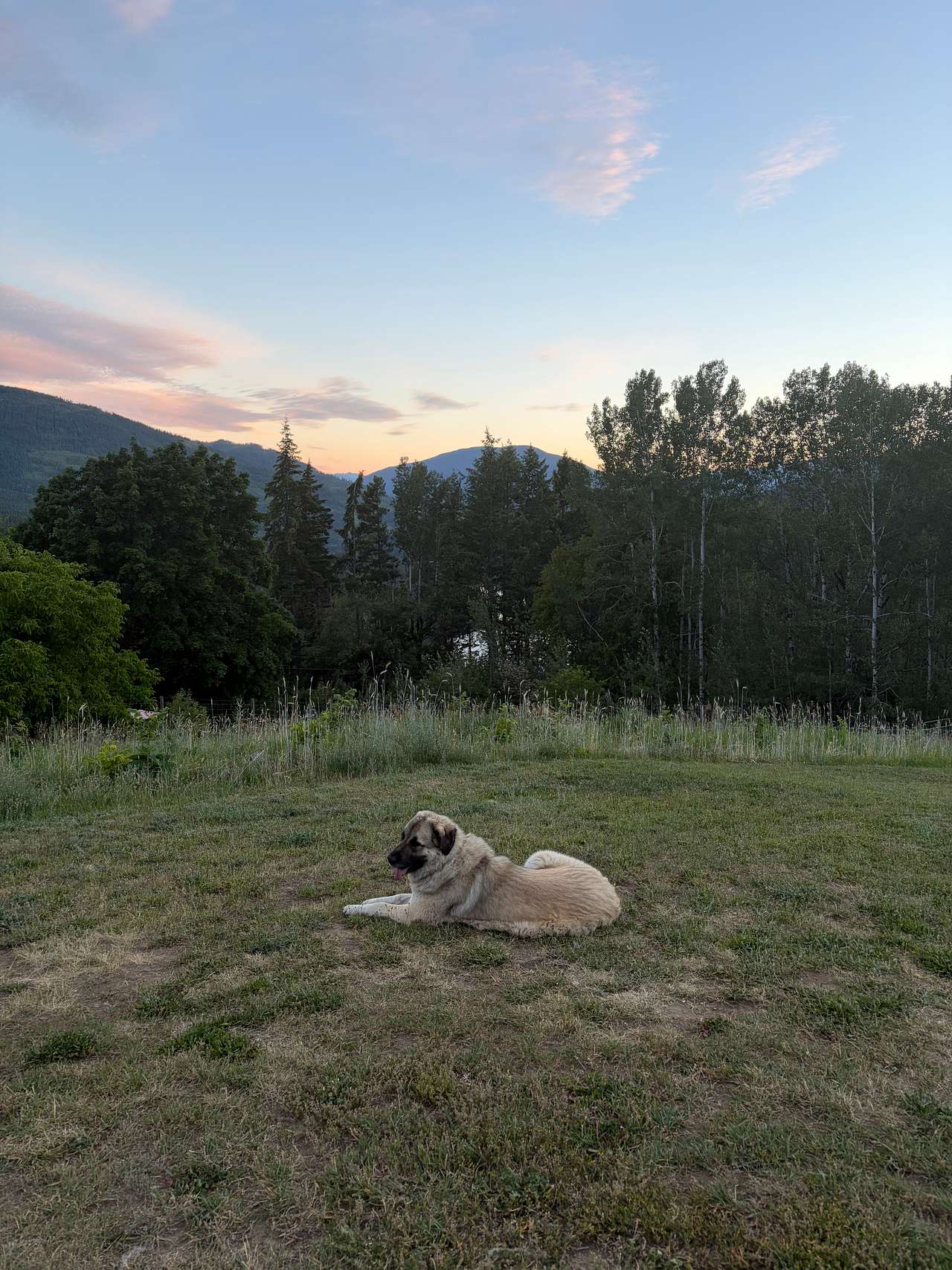 Bear Spring Glamping