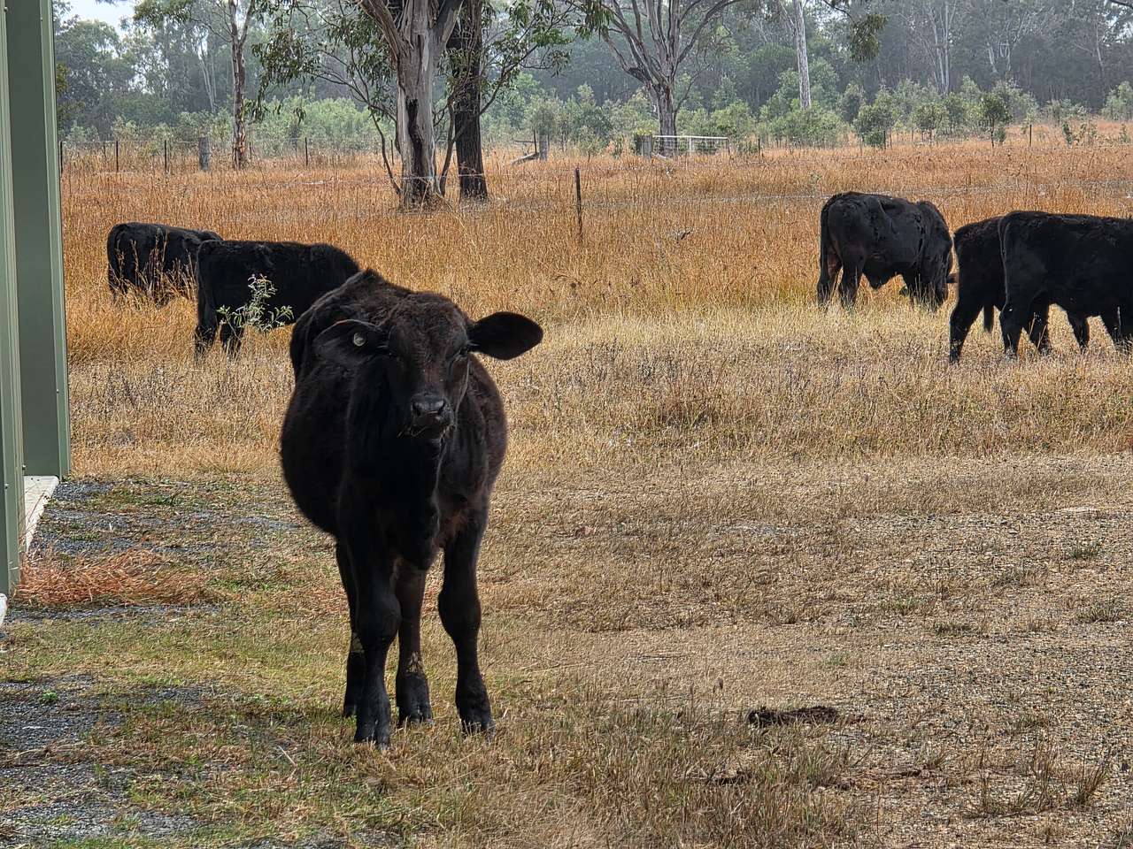 Ranglewood Farm