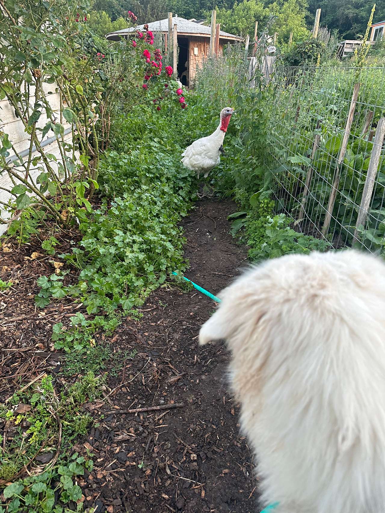 Issa introducing me to the family of turkeys.