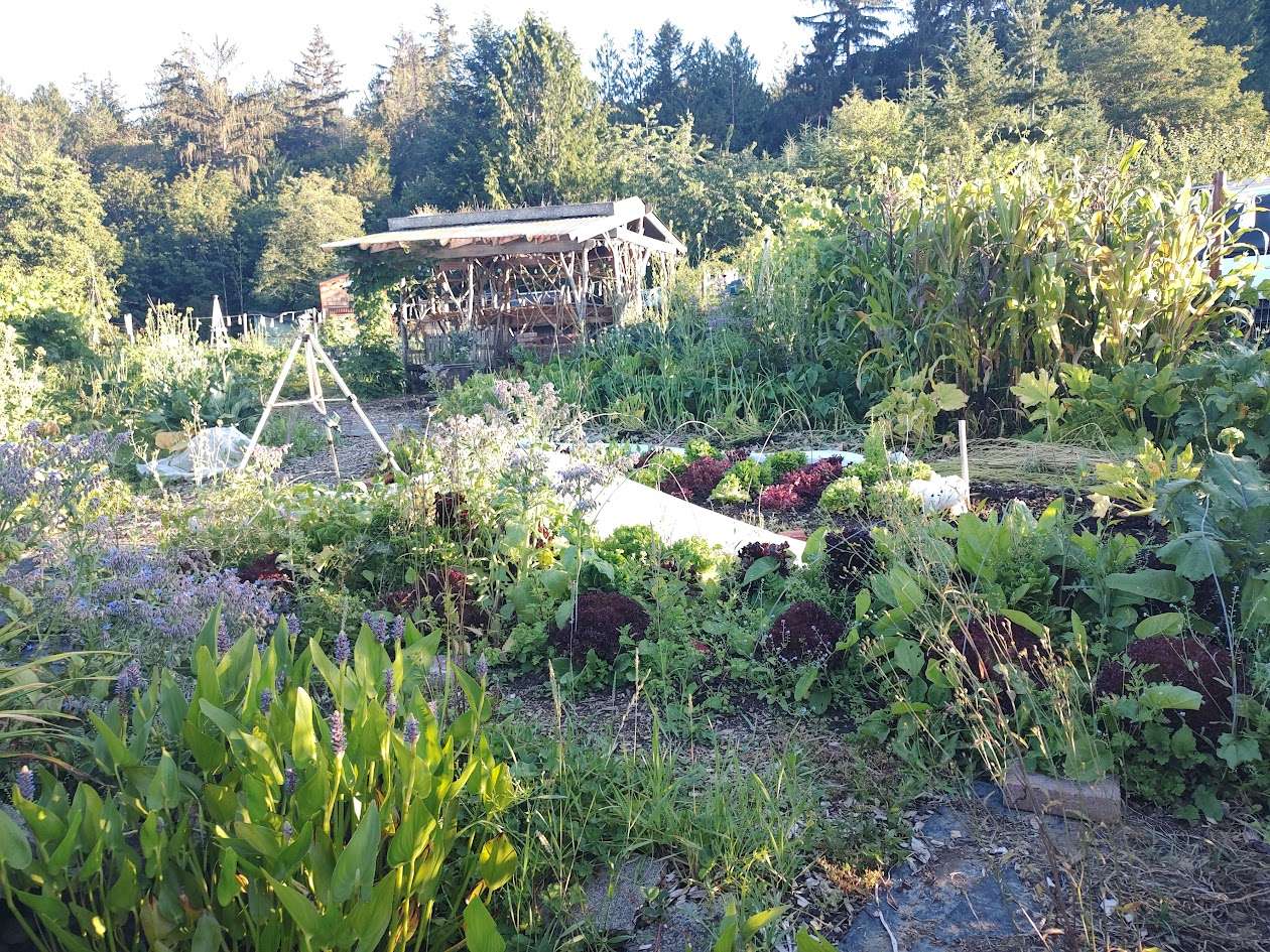 U-pick greens