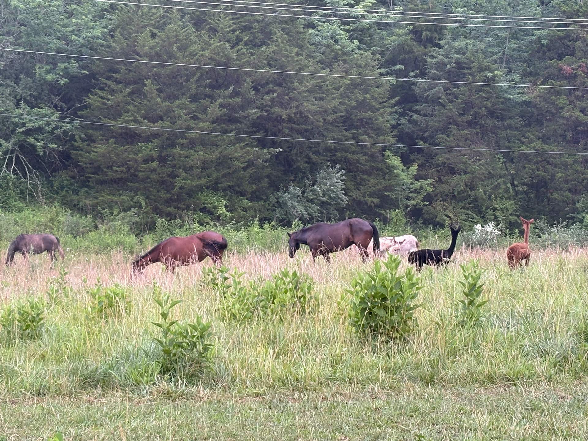 Imagine joining the herd and sleeping amongst these majestic creatures!