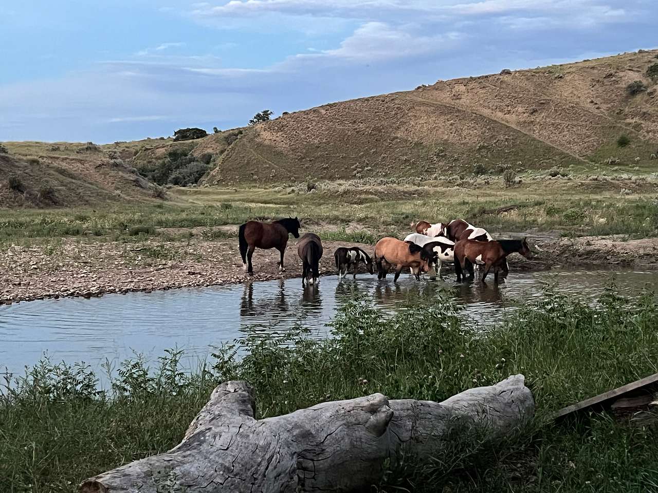 Medicine Tail Coulee Camp