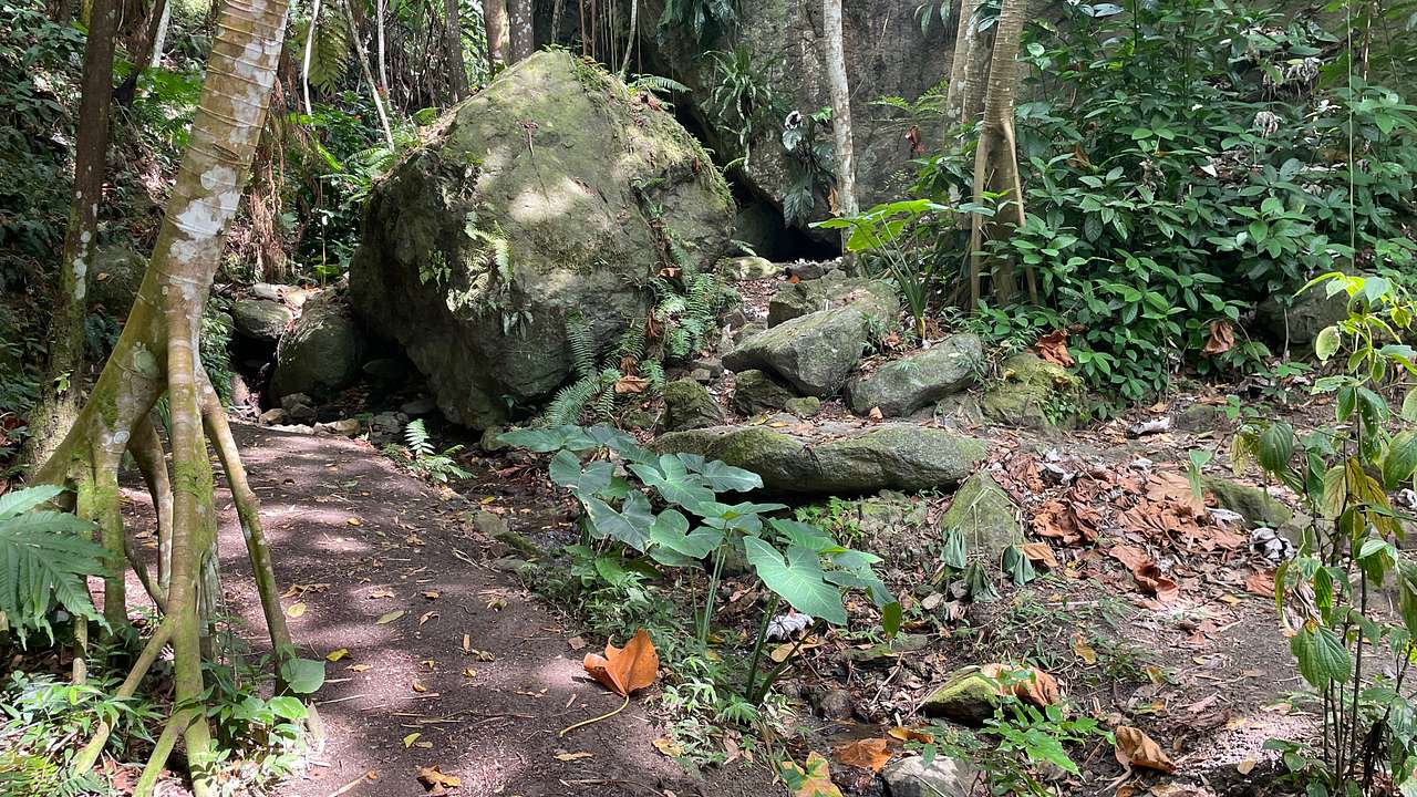 Rainforest Camping @ Verde Yuke