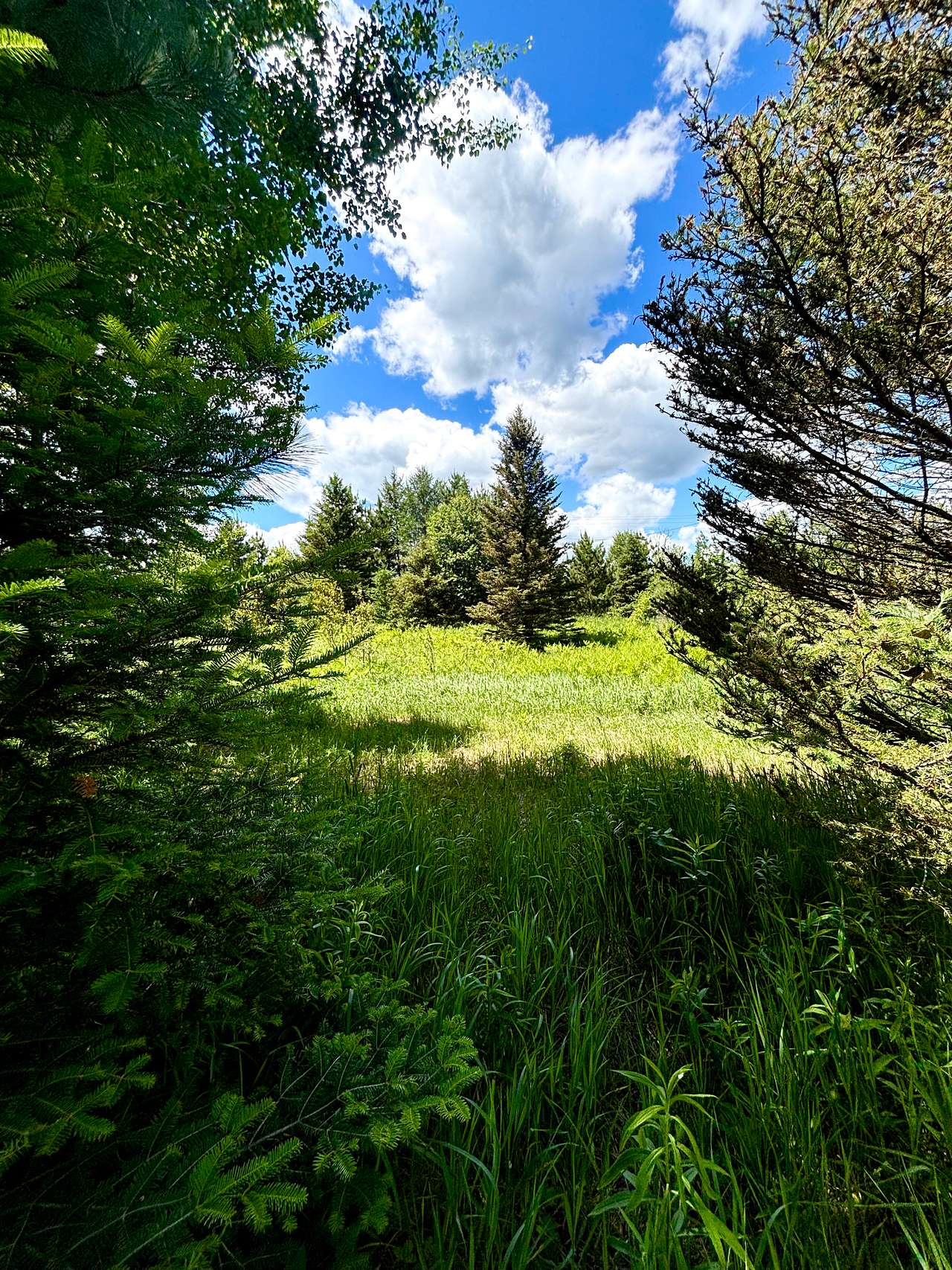 North 41 Place & Woodland Meadows