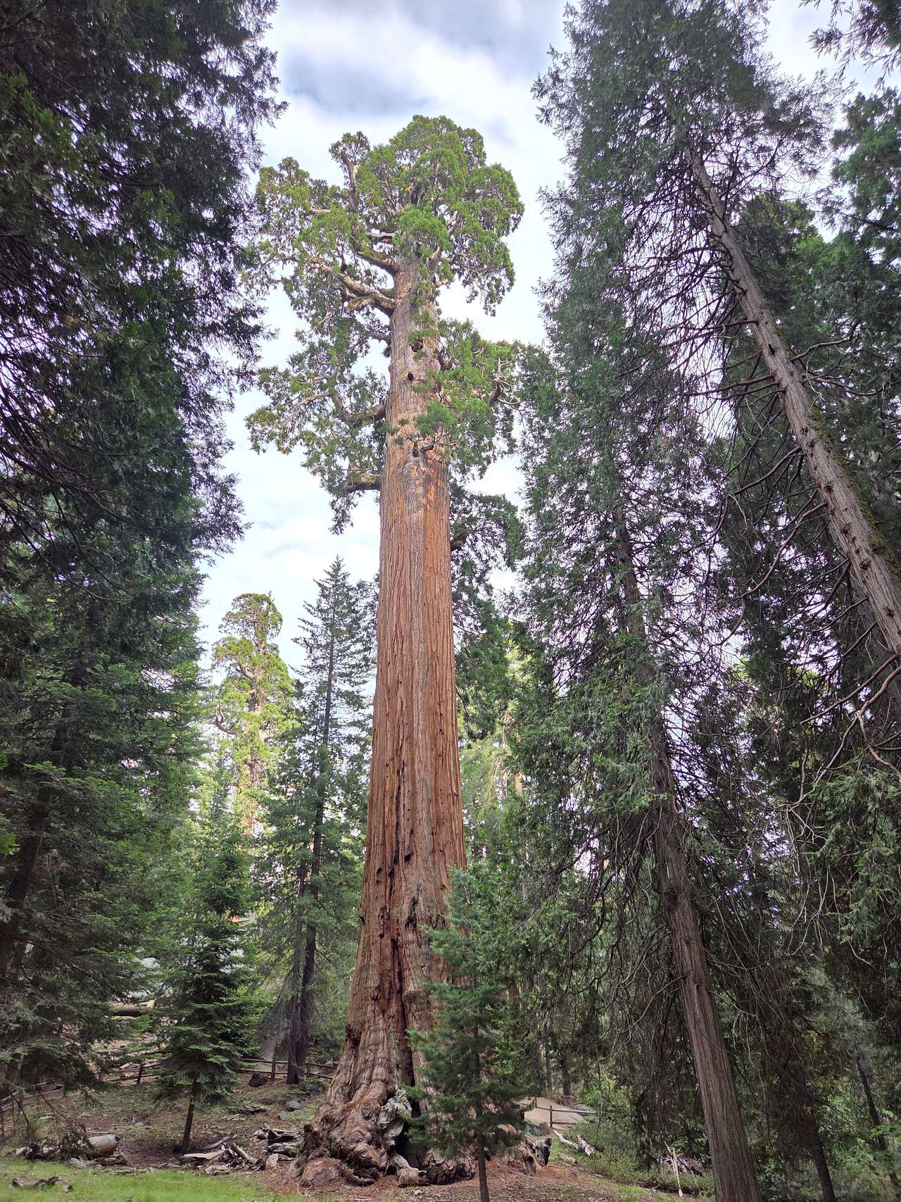Northwest entrance to Sequoia/Kings Canyon is not super far away by car. General Grant tree closest to this entrance is pictured here. 