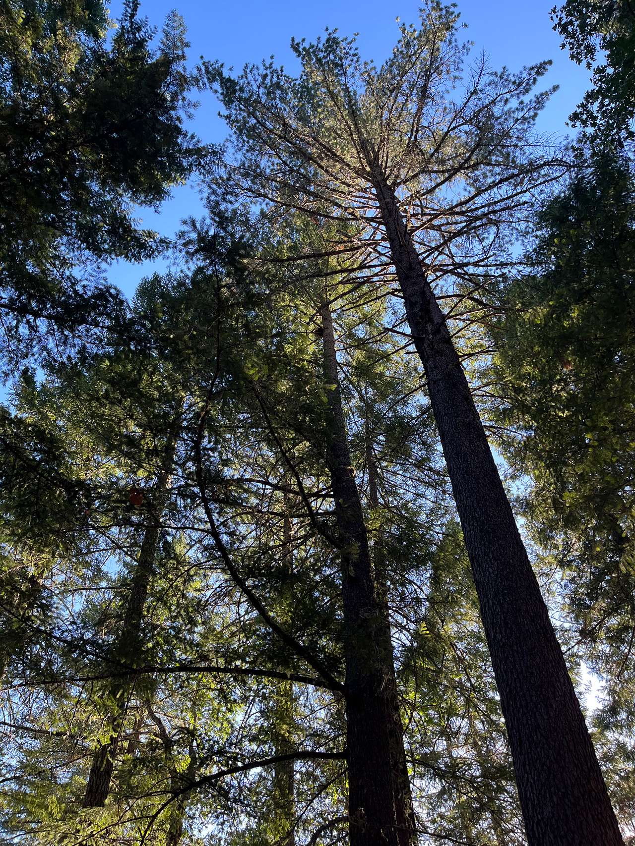 Cedar Bloom