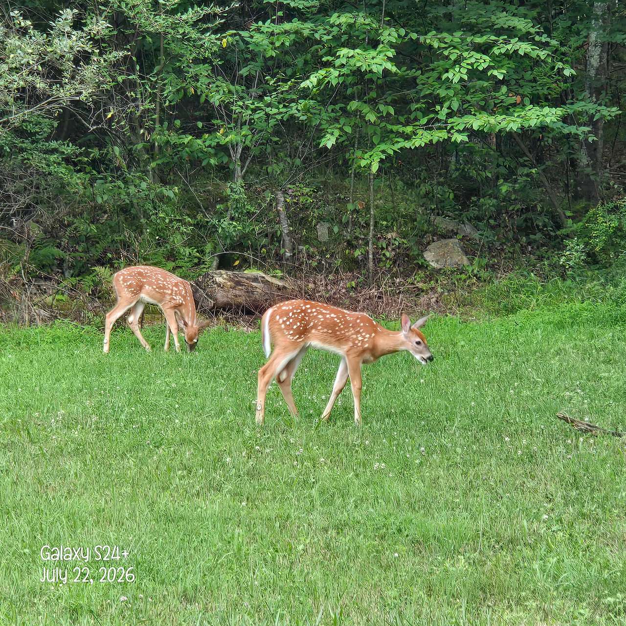 Deer Point