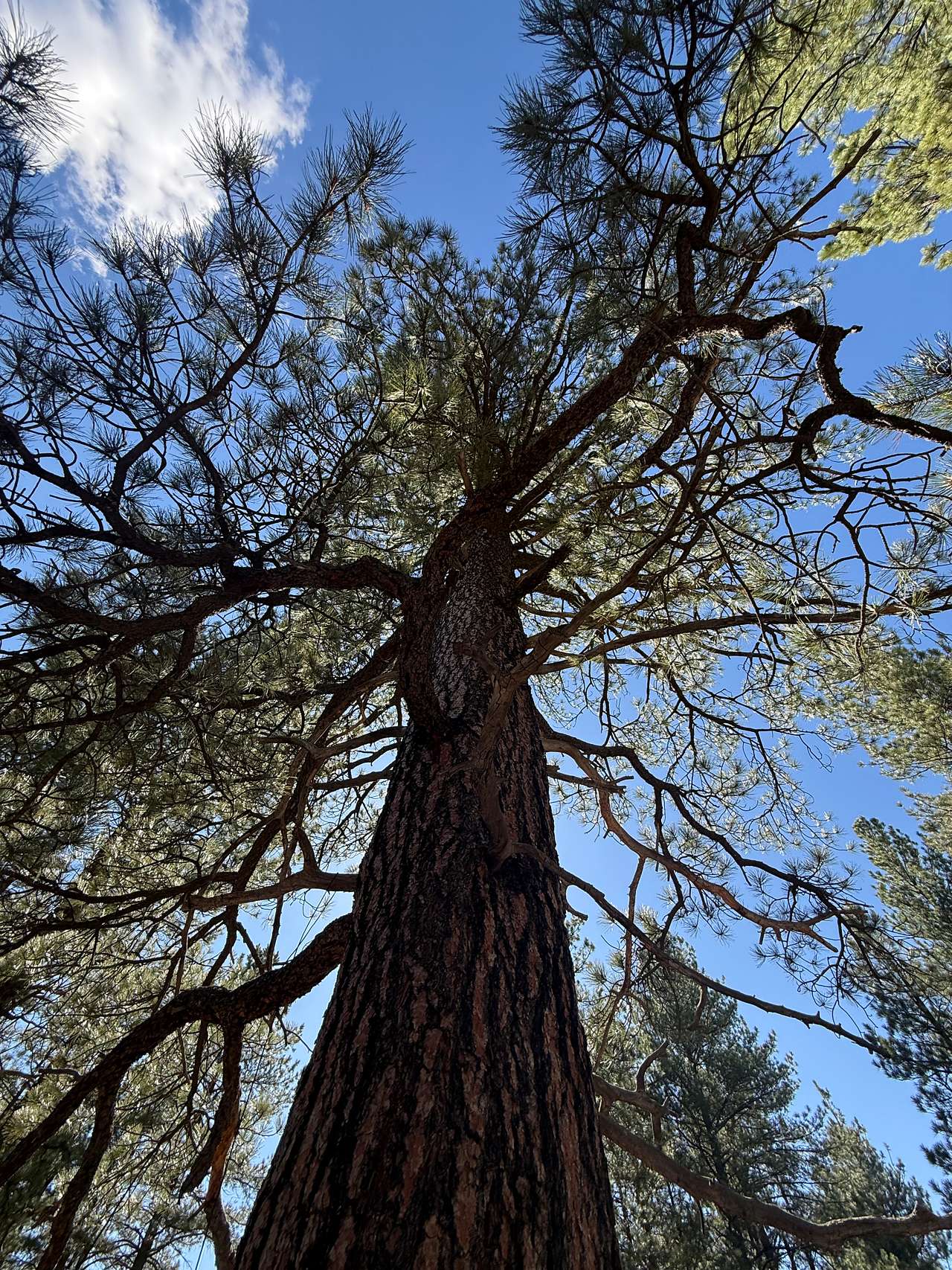 Private Ponderosa Paradise Camp