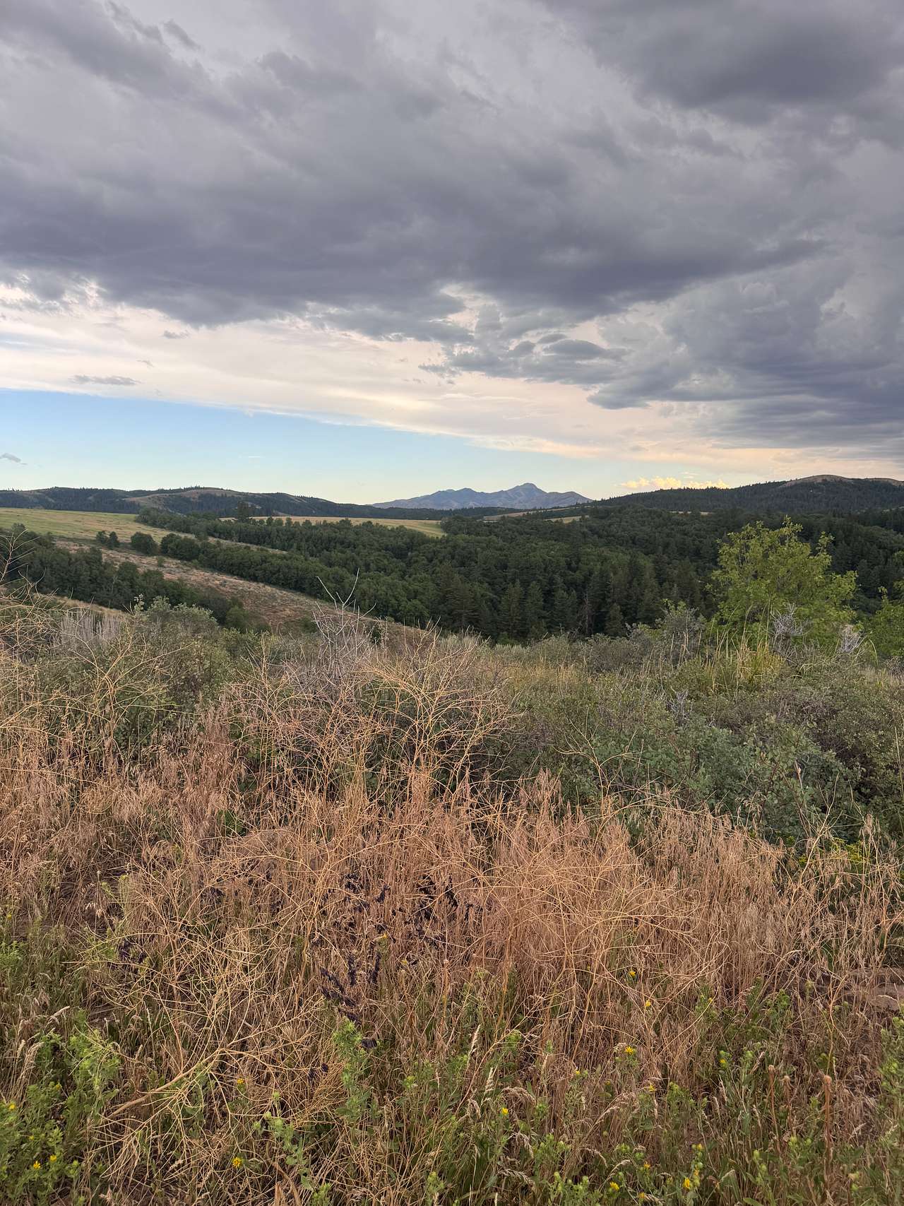 Moonlight Mine Acres