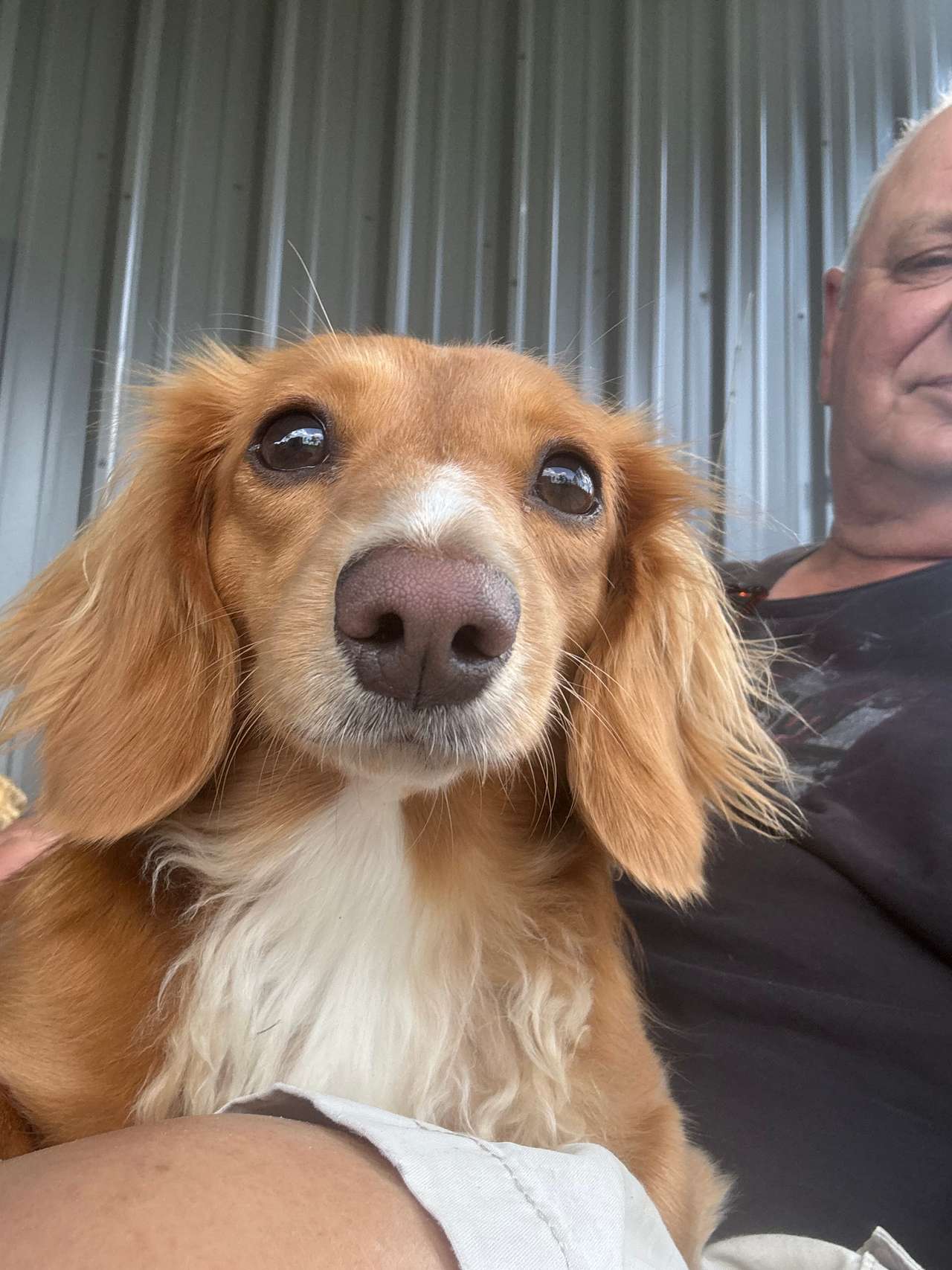 View pets photos of Home Town Host
