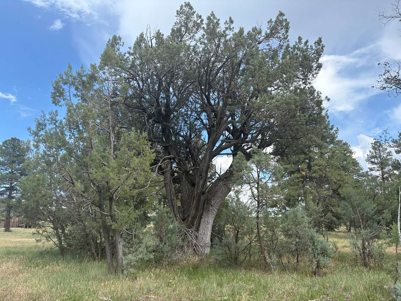 NAU Hat Ranch