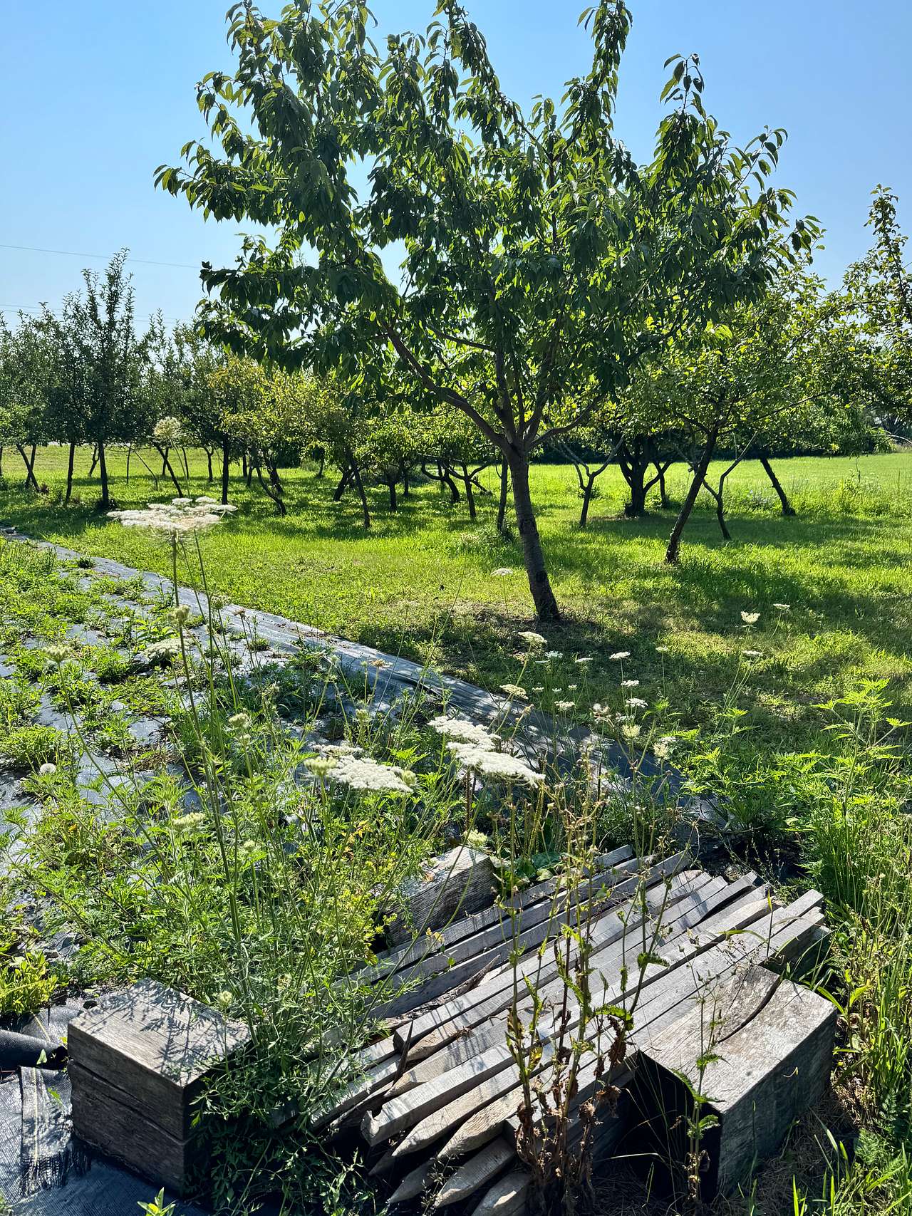 Garden on property 