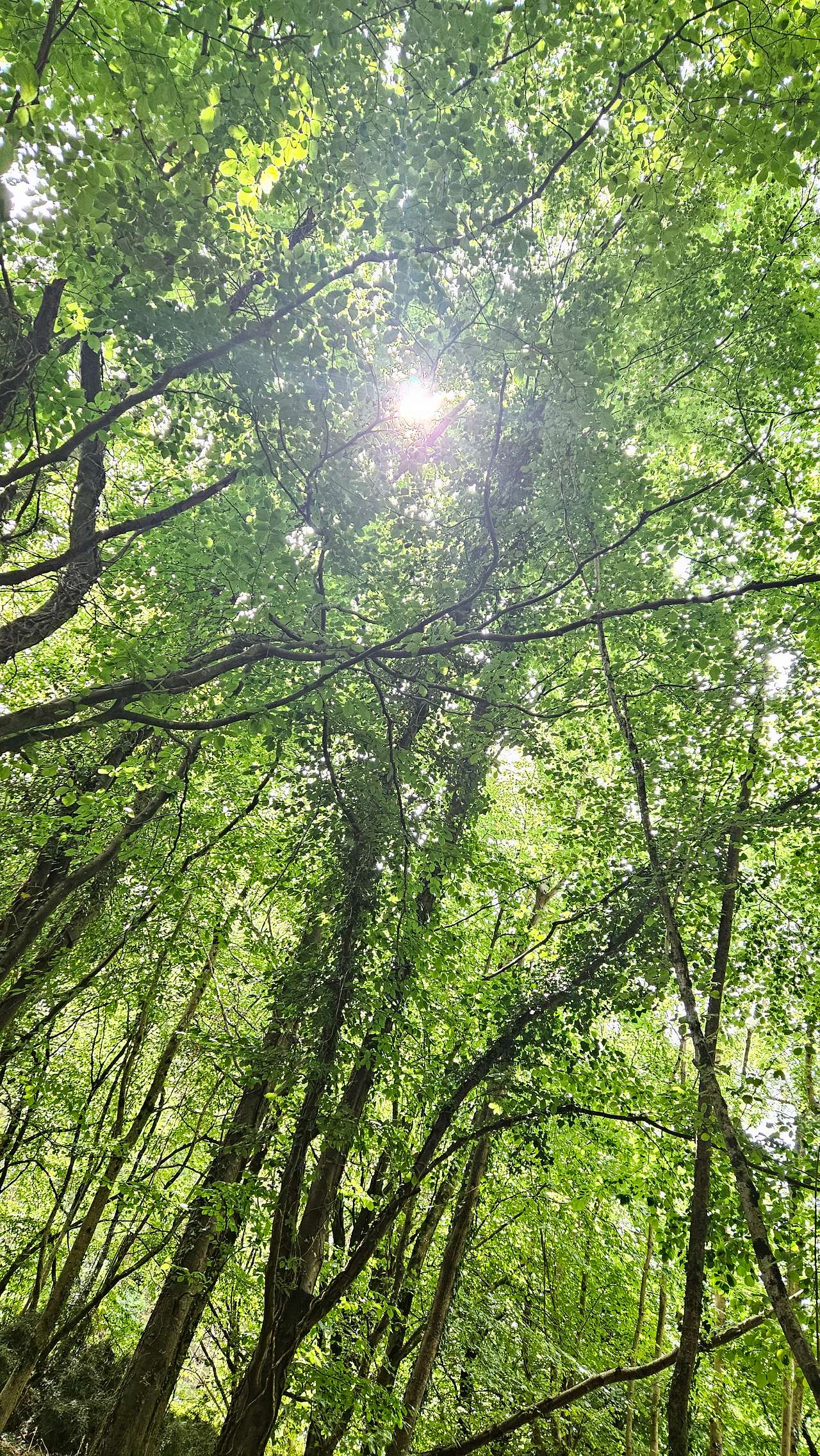 Southover Woods Wild Camping
