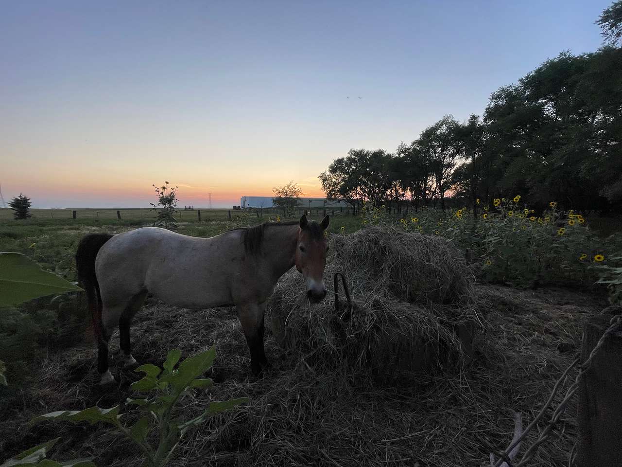 Diamond A Cattle Ranch
