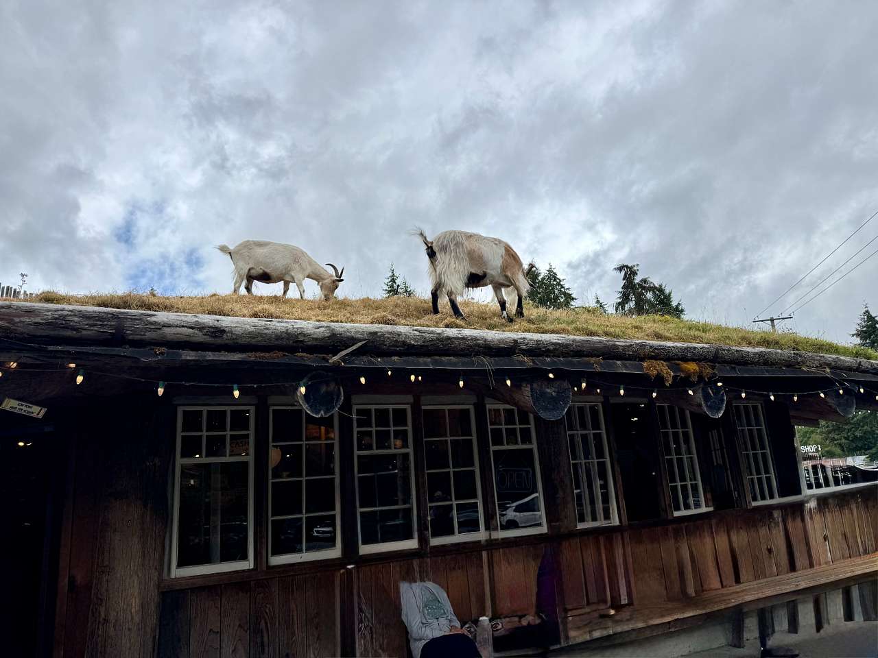 Coombs  Goats on the Roof