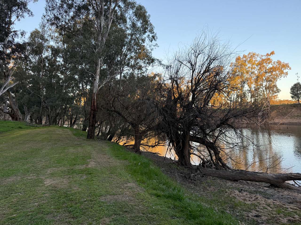 Palm Cove On The Murrumbidgee