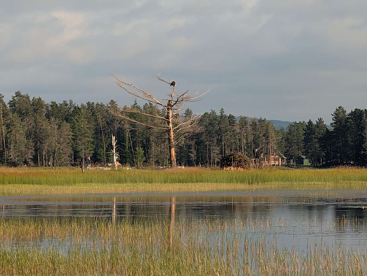 Bald Eagle hanging out with us.