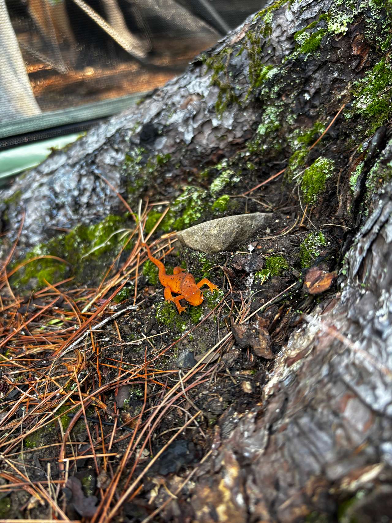 Cool eastern newt!!!
