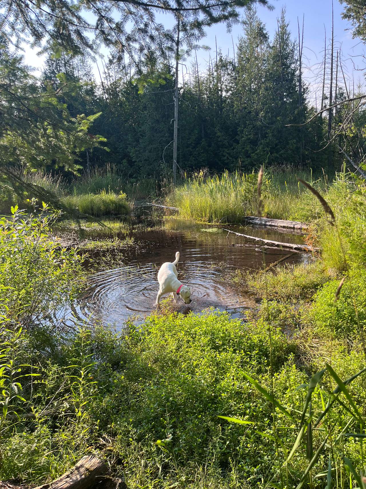 Bubbling brook campsite 