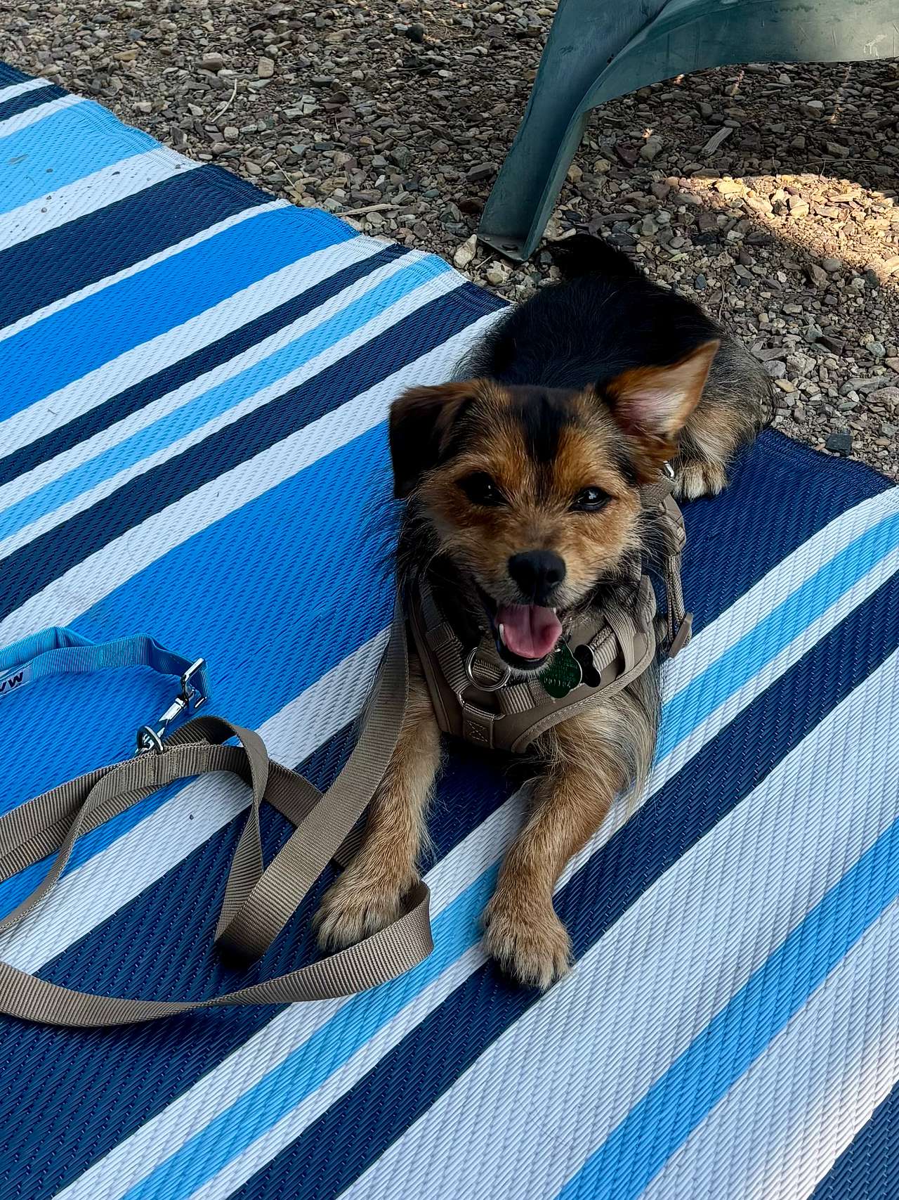 Dog approved! 